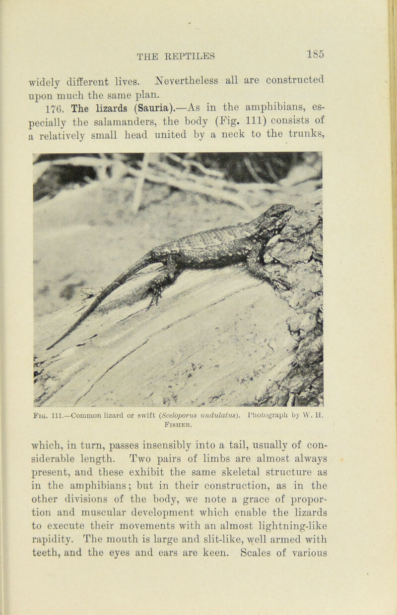 1S5 widely different lives. Nevertheless all are constructed upon much the same plan. 176. The lizards (Sauria).—As in the amphibians, es- pecially the salamanders, the body (Fig. Ill) consists of a relatively small head united by a neck to the trunks, Fig. 111.—Common lizard or swift (Sceloponis undulatus). Photograph by W. U. Fisher. wdiich, in turn, passes insensibly into a tail, usually of con- siderable length. Two pairs of limbs are almost always present, and these exhibit the same skeletal structure as in the amphibians; but in their construction, as in the other divisions of the body, we note a grace of propor- tion and muscular development which enable the lizards to execute their movements with an almost lightning-like rapidity. The mouth is large and slit-like, well armed with teeth, and the eyes and ears are keen. Scales of various