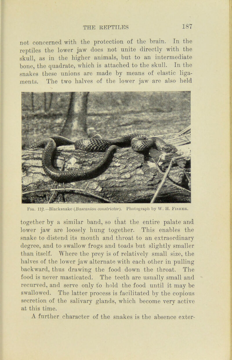 not concerned with the protection of the brain. In the reptiles the lower jaw does not unite directly with the skull, as in the higher animals, but to an intermediate bone, the quadrate, which is attached to the skull. In the snakes these unions are made by means of elastic liga- ments. The two halves of the lower jaw are also held Fig. 112.—Blacksnake (Bascanion constrictor). Photograph by W. U. Fisher. together by a similar band, so that the entire palate and lower jaw are loosely hung together. This enables the snake to distend its mouth and throat to an extraordinary degree, and to swallow frogs and toads but slightly smaller than itself. Where the prey is of relatively small size, the halves of the lower jaw alternate with each other in pulling backward, thus drawing the food down the throat. The food is never masticated. The teeth are usually small and recurved, and serve only to hold the food until it may be swallowed. The latter process is facilitated by the copious secretion of the salivary glands, which become very active at this time. A further character of the snakes is the absence exter-