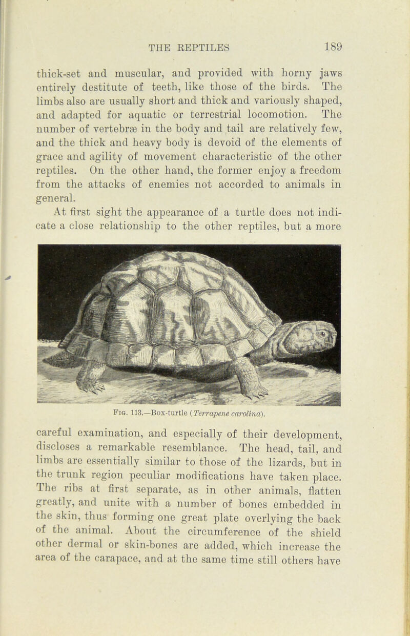 thick-set and muscular, and provided with horny jaws entirely destitute of teeth, like those of the birds. The limbs also are usually short and thick and variously shaped, and adapted for aquatic or terrestrial locomotion. The number of vertebrae in the body and tail are relatively few, and the thick and heavy body is devoid of the elements of grace and agility of movement characteristic of the other reptiles. On the other hand, the former enjoy a freedom from the attacks of enemies not accorded to animals in general. At first sight the appearance of a turtle does not indi- cate a close relationship to the other reptiles, but a more Fig. 113.—Box-turtle (Terrapene Carolina). careful examination, and especially of their development, discloses a remarkable resemblance. The head, tail, and limbs are essentially similar to those of the lizards, but in the trunk region peculiar modifications have taken place. The ribs at first separate, as in other animals, flatten greatly, and unite with a number of bones embedded in the skin, thus forming one great plate overlying the back of the animal. About the circumference of the shield other dermal or skin-bones are added, which increase the area of the carapace, and at the same time still others have