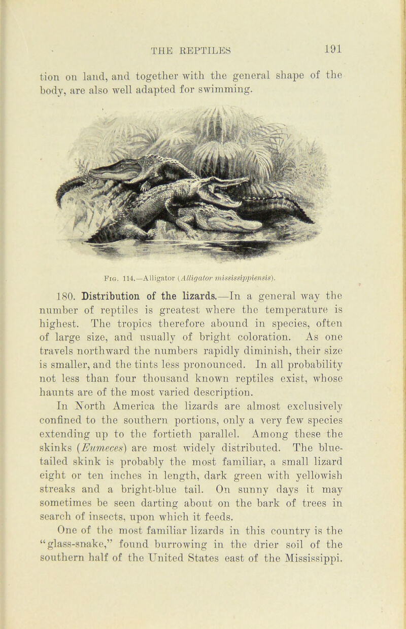 tion on land, and together with the general shape of the body, are also well adapted for swimming. Pig. 114.—Alligator (Alligator tnississippiensis). 180. Distribution of the lizards.—In a general way the number of reptiles is greatest where the temperature is highest. The tropics therefore abound in species, often of large size, and usually of bright coloration. As one travels northward the numbers rapidly diminish, their size is smaller, and the tints less pronounced. In all probability not less than four thousand known reptiles exist, whose haunts are of the most varied description. In North America the lizards are almost exclusively confined to the southern portions, only a very few species extending up to the fortieth parallel. Among these the skinks (Eumeces) are most widely distributed. The blue- tailed skink is probably the most familiar, a small lizard eight or ten inches in length, dark green with yellowish streaks and a bright-blue tail. On sunny days it may sometimes be seen darting about on the bark of trees in search of insects, upon which it feeds. One of the most familiar lizards in this country is the “glass-snake,” found burrowing in the drier soil of the southern half of the United States east of the Mississippi.
