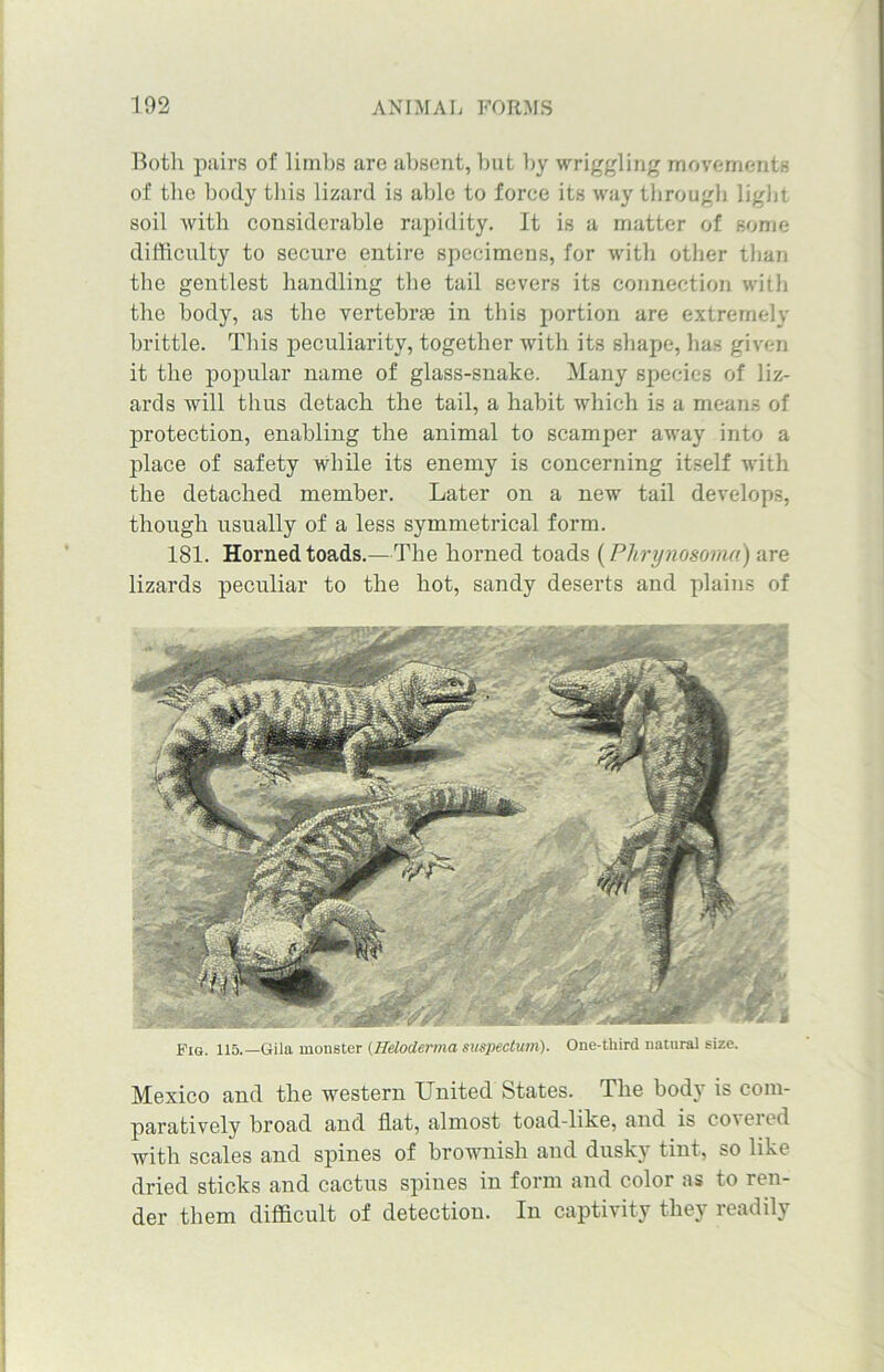 Both pairs of limbs are absent, but by wriggling movements of the body this lizard is able to force its way through light soil with considerable rapidity. It is a matter of some difficulty to secure entire specimens, for with other than the gentlest handling the tail severs its connection with the body, as the vertebrae in this portion are extremely brittle. This peculiarity, together with its shape, has given it the popular name of glass-snake. Many species of liz- ards will thus detach the tail, a habit which is a means of protection, enabling the animal to scamper away into a place of safety while its enemy is concerning itself with the detached member. Later on a new tail develops, though usually of a less symmetrical form. 181. Horned toads.—The horned toads (Phrynosoma) are lizards peculiar to the hot, sandy deserts and plains of Fig. 115.—Gila monster (Heloderma suspectum). One-third natural size. Mexico and the western United States. The body is com- paratively broad and flat, almost toad-like, and is coieied with scales and spines of brownish and dusky tint, so like dried sticks and cactus spines in form and color as to ren- der them difficult of detection. In captivity they readily