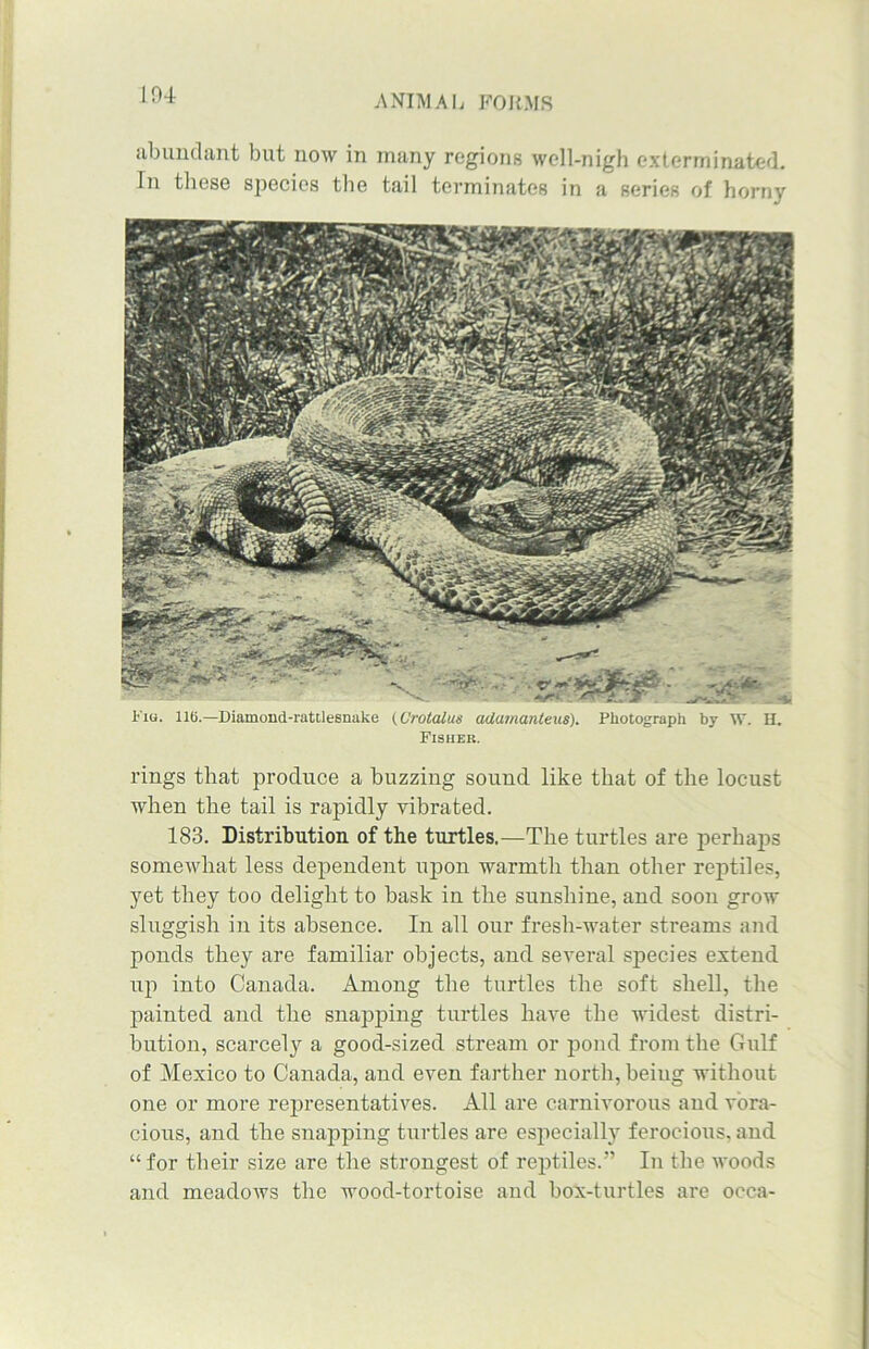 abundant but now in many regions well-nigh exterminated. In these species the tail terminates in a series of horny Fio. llti.—Diamond-rattlesnake (Grotalus adamanteus). Photograph by W. H. Fisher. rings that produce a buzzing sound like that of the locust when the tail is rapidly vibrated. 183. Distribution of the turtles.—The turtles are perhajis somewhat less dependent upon warmth than other reptiles, yet they too delight to bask in the sunshine, and soon grow sluggish in its absence. In all our fresh-water streams and ponds they are familiar objects, and several species extend up into Canada. Among the turtles the soft shell, the painted and the snapping turtles have the widest distri- bution, scarcely a good-sized stream or pond from the Gulf of Mexico to Canada, and even farther north, being without one or more representatives. All are carnivorous and vora- cious, and the snapping turtles are especially ferocious, and “for their size are the strongest of reptiles.” In the woods and meadows the wood-tortoise and box-turtles are occa-