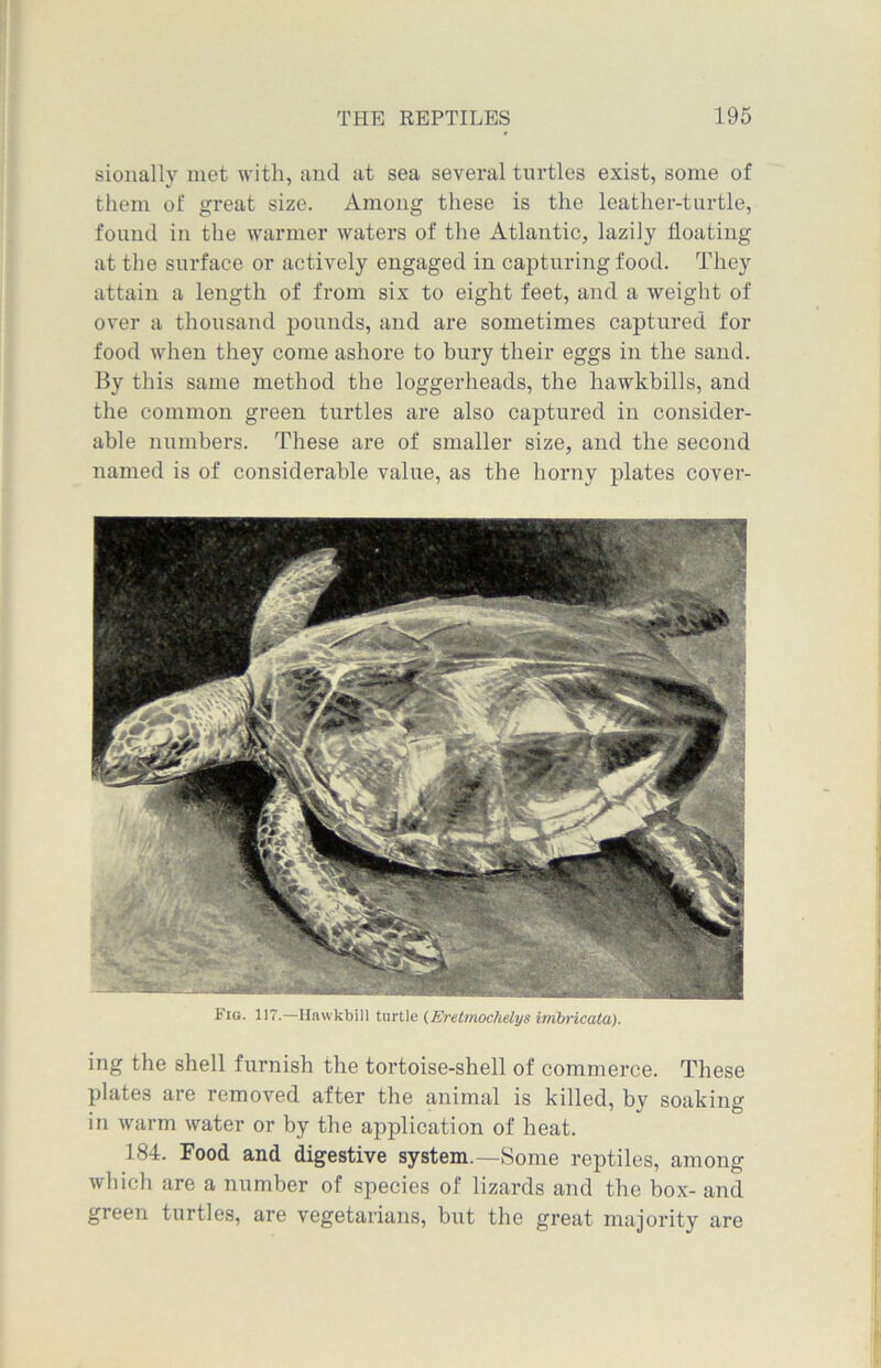 sionally met with, and at sea several turtles exist, some of them of great size. Among these is the leather-turtle, found in the warmer waters of the Atlantic, lazily floating at the surface or actively engaged in capturing food. They attain a length of from six to eight feet, and a weight of over a thousand pounds, and are sometimes captured for food when they come ashore to bury their eggs in the sand. By this same method the loggerheads, the hawkbills, and the common green turtles are also captured in consider- able numbers. These are of smaller size, and the second named is of considerable value, as the horny plates cover- Fig. 117.—Ilawkbill turtle (Ei'etmochelys imbricata). ing the shell furnish the tortoise-shell of commerce. These plates are removed after the animal is killed, by soaking in warm water or by the application of heat. 184. Food and digestive system.—Some reptiles, among which are a number of species of lizards and the box- and green turtles, are vegetarians, but the great majority are