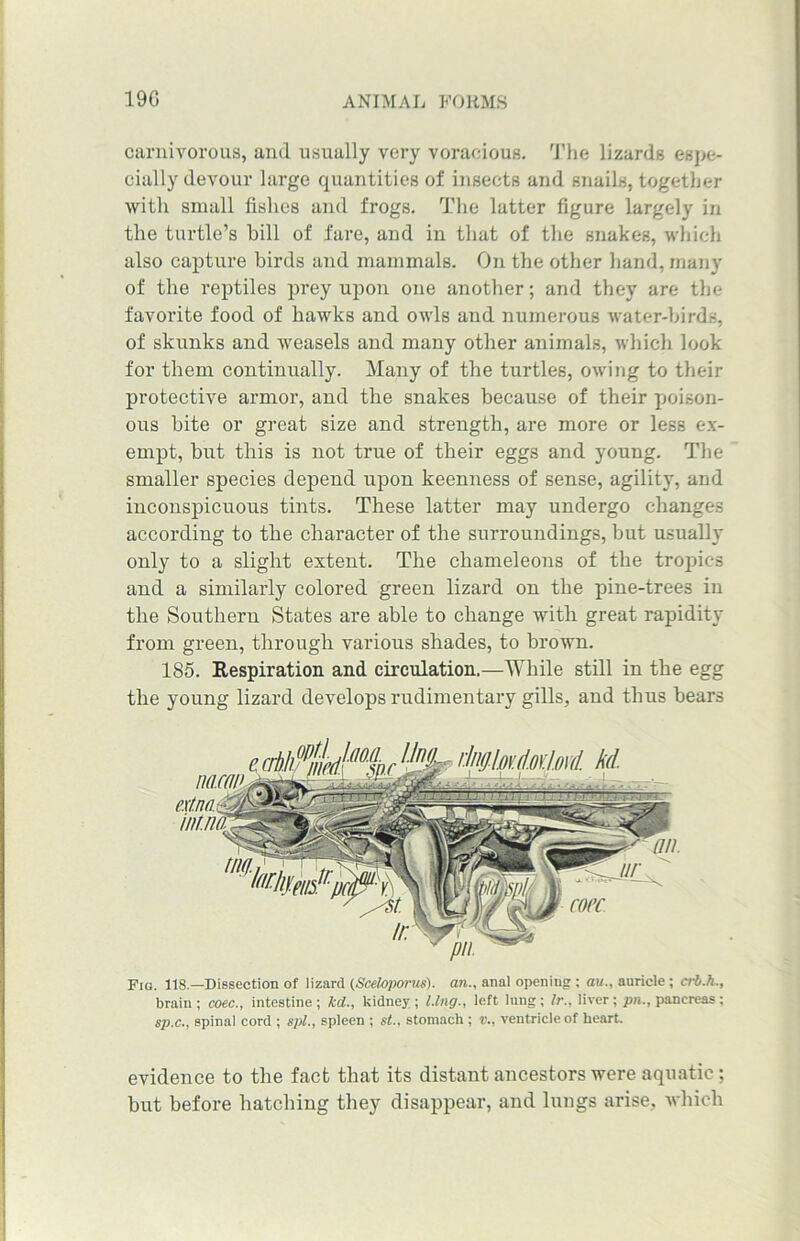 carnivorous, and usually very voracious. The lizards espe- cially devour large quantities of insects and snails, together with small fishes and frogs. The latter figure largely in the turtle’s hill of fare, and in that of the snakes, which also capture birds and mammals. On the other hand, many of the reptiles prey upon one another; and they are the favorite food of hawks and owls and numerous water-birds, of skunks and weasels and many other animals, which look for them continually. Many of the turtles, owing to their protective armor, and the snakes because of their poison- ous bite or great size and strength, are more or less ex- empt, hut this is not true of their eggs and young. The smaller species depend upon keenness of sense, agility, and inconspicuous tints. These latter may undergo changes according to the character of the surroundings, hut usually only to a slight extent. The chameleons of the tropics and a similarly colored green lizard on the pine-trees in the Southern States are able to change with great rapidity from green, through various shades, to brown. 185. Respiration and circulation.—While still in the egg the young lizard develops rudimentary gills, and thus hears Fig. 118.—Dissection of lizard (Scelojwms). an., anal openiug ; au., auricle ; crb.h., brain; coec., intestine; kd., kidney; Ling., left lung; lr., liver; pn., pancreas; sp.c., spinal cord ; S])l., spleen ; st.. stomach ; v., ventricle of heart. evidence to the fact that its distant ancestors were aquatic; but before hatching they disappear, and lungs arise, which