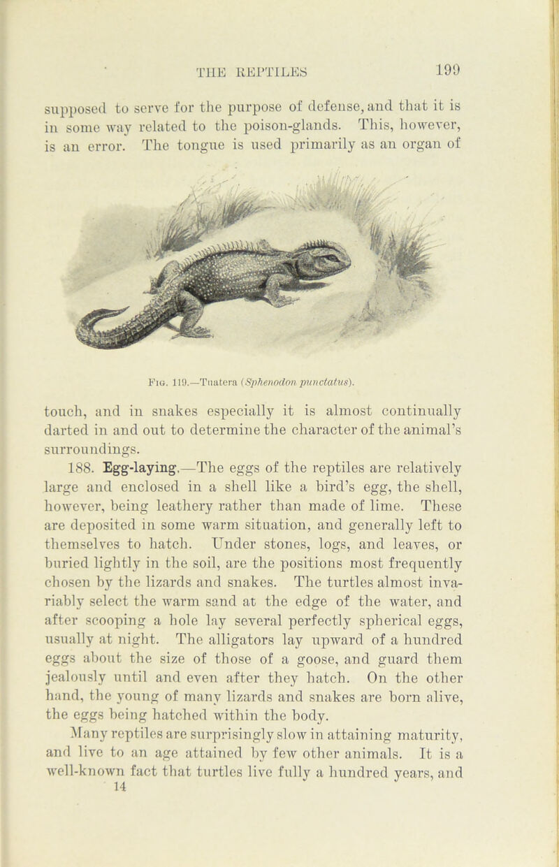 supposed to serve for the purpose of defense, and that it is in some way related to the poison-glands. This, however, is an error. The tongue is used primarily as an organ of Fig. 119.—Tuatera (Sphenodon punctatns). touch, and in snakes especially it is almost continually darted in and out to determine the character of the animal’s surroundings. 188. Egg-laying,—The eggs of the reptiles are relatively large and enclosed in a shell like a bird’s egg, the shell, however, being leathery rather than made of lime. These are deposited in some warm situation, and generally left to themselves to hatch. Under stones, logs, and leaves, or buried lightly in the soil, are the positions most frequently chosen by the lizards and snakes. The turtles almost inva- riably select the warm sand at the edge of the water, and after scooping a hole lay several perfectly spherical eggs, usually at night. The alligators lay upward of a hundred eggs about the size of those of a goose, and guard them jealously until and even after they hatch. On the other hand, the young of many lizards and snakes are born alive, the eggs being hatched within the body. Many reptiles are surprisingly slow in attaining maturity, and live to an age attained by few other animals. It is a well-known fact that turtles live fully a hundred years, and 14