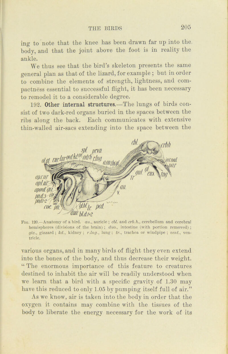 mg to note that the knee has been drawn far up into the body, and that the joint above the foot is in reality the ankle. We thus see that the bird’s skeleton presents the same general plan as that of the lizard, for example ; but in order to combine the elements of strength, lightness, and com- pactness essential to successful flight, it has been necessary to remodel it to a considerable degree. 192. Other internal structures.—The lungs of birds con- sist of two dark-red organs buried in the spaces between the ribs along the back. Each communicates with extensive thin-walled air-sacs extending into the space between the Fig. 120.—Anatomy of a bird, au., auricle ; chi. and crb.h., cerebellum and cerebral hemispheres (divisions of the brain); cluo., intestine (with portion removed); giz., gizzard; led., kidney; r.lng., lung; tr., trachea or windpipe; vent., ven- tricle. various organs, and in many birds of flight they even extend into the bones of the body, and thus decrease their weight. “ The enormous importance of this feature to creatures destined to inhabit the air will be readily understood when we learn that a bird with a specific gravity of 1.30 may have this reduced to only 1.05 by pumping itself full of air.” As we know, air is taken into the body in order that the oxygen it contains may combine with the tissues of the body to liberate the energy necessary for the work of its