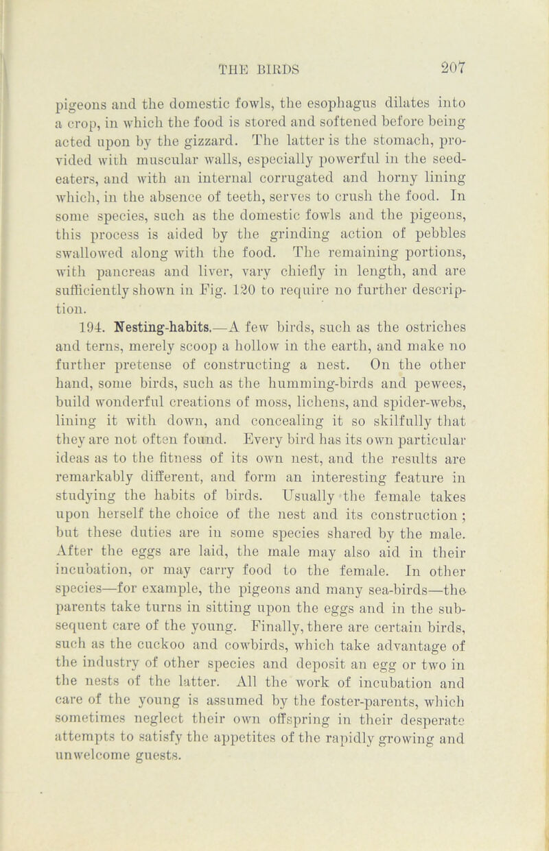 pigeons and the domestic fowls, the esophagus dilates into a crop, in which the food is stored and softened before being acted upon by the gizzard. The latter is the stomach, pro- vided with muscular walls, especially powerful in the seed- eaters, and with an internal corrugated and horny lining which, in the absence of teeth, serves to crush the food. In some species, such as the domestic fowls and the pigeons, this process is aided by the grinding action of pebbles swallowed along with the food. The remaining portions, with pancreas and liver, vary chiefly in length, and are sufficiently shown in Fig. 120 to require no further descrip- tion. 194. Nesting-habits.—A few birds, such as the ostriches and terns, merely scoop a hollow in the earth, and make no further pretense of constructing a nest. On the other hand, some birds, such as the humming-birds and pewees, build wonderful creations of moss, lichens, and spider-webs, lining it with down, and concealing it so skilfully that they are not often found. Every bird has its own particular ideas as to the fitness of its own nest, and the results are remarkably different, and form an interesting feature in studying the habits of birds. Usually the female takes upon herself the choice of the nest and its construction ; but these duties are in some species shared by the male. After the eggs are laid, the male may also aid in their incubation, or may carry food to the female. In other species—for example, the pigeons and many sea-birds—the parents take turns in sitting upon the eggs and in the sub- sequent care of the young. Finally, there are certain birds, such as the cuckoo and cowbirds, which take advantage of the industry of other species and deposit an egg or two in the nests of the latter. All the work of incubation and care of the young is assumed by the foster-parents, which sometimes neglect their own offspring in their desperate attempts to satisfy the appetites of the rapidly growing and unwelcome guests.