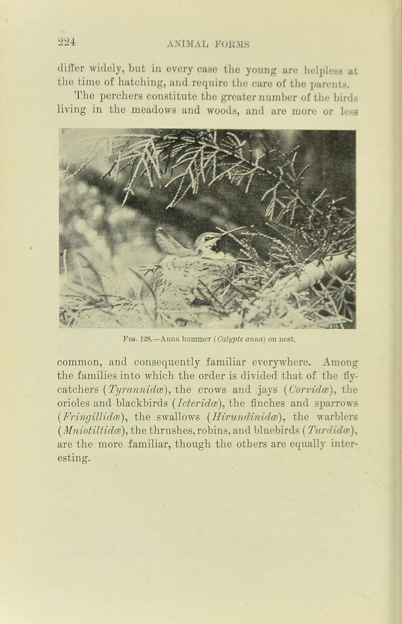 differ widely, but in every case the young are helpless at the time of hatching, and require the care of the parents. The perchers constitute the greater number of the birds living in the meadows and woods, and are more or less Fie. 128.—Anna hummer (Calypte anna) on nest. common, and consequently familiar everywhere. Among the families into which the order is divided that of the fly- catchers (Tyrannulce), the crows and .jays (Corvidce), the orioles and blackbirds (Icteridcs), the finches and sparrows (Fringillidce), the swallows (Hirundinidce), the warblers (Mniotiltidce), the thrushes, robins, and bluebirds (Turd idee), are the more familiar, though the others are equally inter- esting.