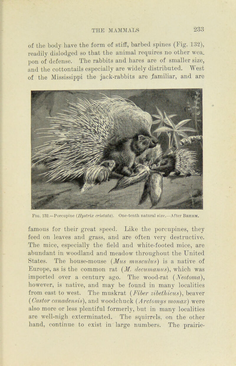 of the body have the form of stiff, barbed spines (Fig. 132), readily dislodged so that the animal requires no other wea. pon of defense. The rabbits and hares are of smaller size, and the cottontails especially are widely distributed. West of the Mississippi the jack-rabbits are .familiar, and are Fig. 132.—Porcupine (Hystrix cristata). One-tenth natural size.—After Breum. famous for their great speed. Like the porcupines, they feed on leaves and grass, and are often very destructive. The mice, especially the field and white-footed mice, are abundant in woodland and meadow throughout the United States. The house-mouse (Mus musculus) is a native of Europe, as is the common rat (M. decumanus), which was imported over a century ago. The wood-rat (Neotoma), however, is native, and may be found in many localities from east to west. The muskrat (Fiber zibethicns), beaver (Castor canadensis), and woodchuck (Arctomys monax) were also more or less plentiful formerly, but in many localities are well-nigh exterminated. The squirrels, on the other hand, continue to exist in large numbers. The prairie-