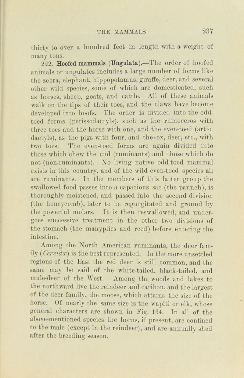 thirty to over a hundred feet in length with a weight of many tons. 222. Hoofed mammals (Ungulata).—The order of hoofed animals or ungulates includes a large number of forms like the zebra, elephant, hippopotamus, giraffe, deer, and several other wild species, some of which are domesticated, such as horses, sheep, goats, and cattle. All of these animals walk on the tips of their toes, and the claws have become developed into hoofs. The order is divided into the odd- toed forms (perissodactyls), such as the rhinoceros with three toes and the horse with one, and the even-toed (artio- dactyls), as the pigs with four, and the ox, deer, etc., with two toes. The even-toed forms are again divided into those which chew the cud (ruminants) and those which do not (non-ruminants). Xo living native odd-toed mammal exists in this country, and of the wild even-toed species all are ruminants. In the members of this latter group the swallowed food passes into a capacious sac (the paunch), is thoroughly moistened, and passed into the second division (the honeycomb), later to be regurgitated and ground by the powerful molars. It is then reswallowed, and under- goes successive treatment in the other two divisions of the stomach (the manyplies and reed) before entering the intestine. Among the Xorth American ruminants, the deer fam- ily (CervidcB) is the best represented. In the more unsettled regions of the East the red deer is still common, and the same may he said of the white-tailed, black-tailed, and mule-deer of the West. Among the woods and lakes to the northward live the reindeer and caribou, and the largest of the deer family, the moose, which attains the size of the horse. Of nearly the same size is the wapiti or elk, whose general characters are shown in Fig. 134. In all of the above-mentioned species the horns, if present, are confined to the male (except in the reindeer), and are annually shed after the breeding season.