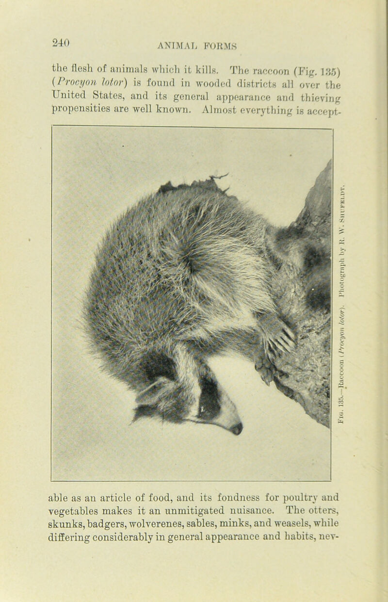 the flesh of animals which it kills. The raccoon (Fig. 135) (Procyon lotor) is found in wooded districts all over the United States, and its general appearance and thieving propensities are well known. Almost everything is accept- able as an article of food, and its fondness for poultry and vegetables makes it an unmitigated nuisance. The otters, skunks, badgers, wolverenes, sables, minks, and weasels, while differing considerably in general appearance and habits, nev- fin. 135.—Raccoon (/‘rarynn lotor). Photograph by R. \V. Siu’fki.ot.