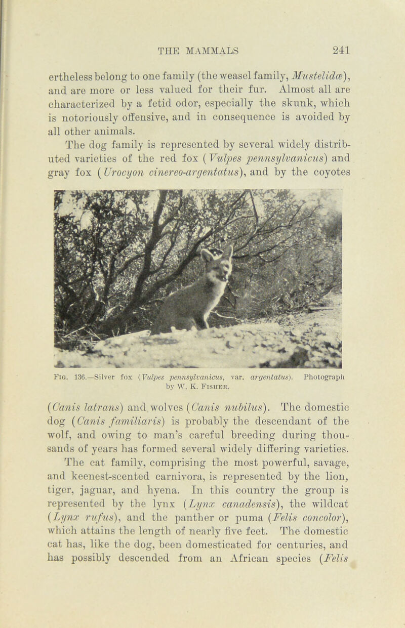 ertheless belong to one family (the weasel family, Mustelidce), and are more or less valued for their fur. Almost all are characterized by a fetid odor, especially the skunk, which is notoriously offensive, and in consequence is avoided by all other animals. The dog family is represented by several widely distrib- uted varieties of the red fox (Vulpes pennsylvanicus) and gray fox (Urocyon driereo-argentatus), and by the coyotes Fig. 136.—Silver fox (Vulpes pennsylvanicus, var. argentatm). Photograph by \V. K. Fisher. (Canis latrans) and wolves (Canis nuiilus). The domestic dog (Canis familiaris) is probably the descendant of the wolf, and owing to man’s careful breeding during thou- sands of years has formed several widely differing varieties. The cat family, comprising the most powerful, savage, and keenest-scented carnivora, is represented by the lion, tiger, jaguar, and hyena. In this country the group is represented by the lynx (Lynx canadensis), the wildcat (Lynx rufus), and the panther or puma (Felis concolor), which attains the length of nearly five feet. The domestic cat has, like the dog, been domesticated for centuries, and has possibly descended from an African species (Felis