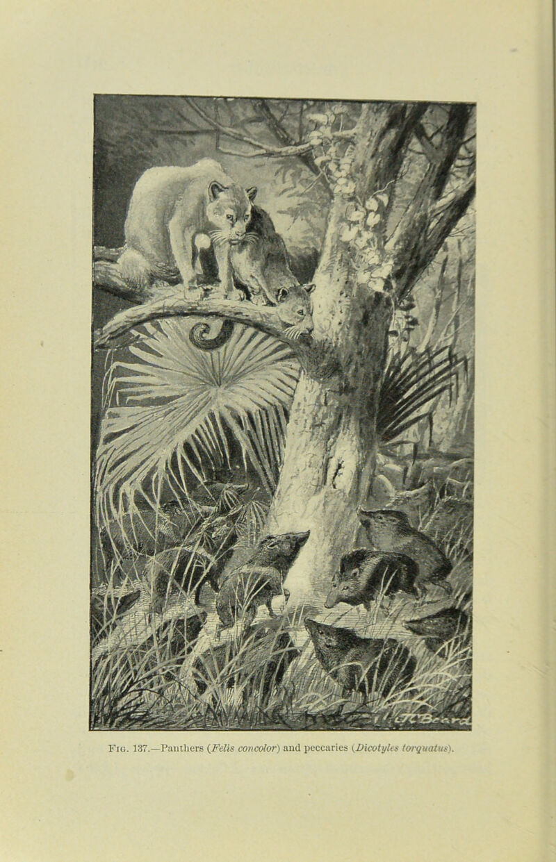 Fig. 137.—Panthers (Felis concolor) and peccaries (Dicotyles torquatus).