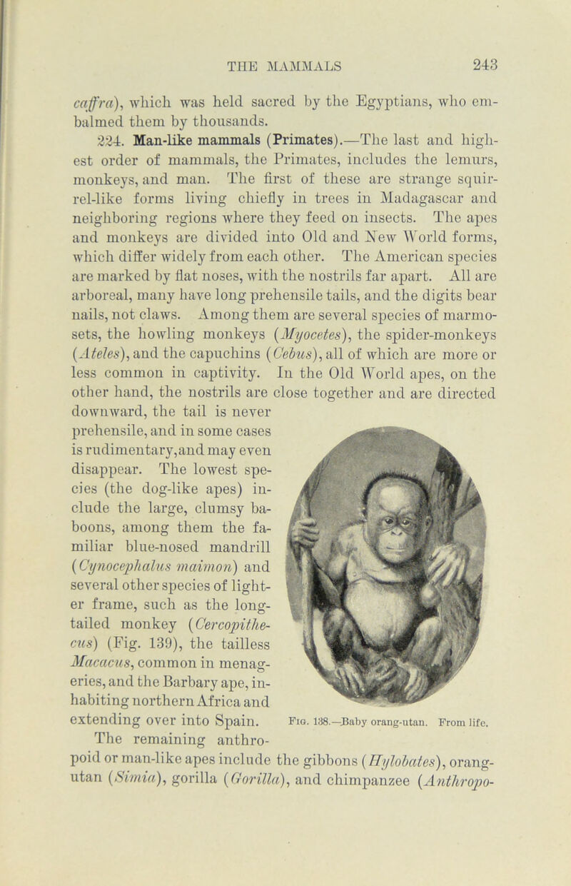 caffra), which was held sacred by the Egyptians, who em- balmed them by thousands. 224. Man-like mammals (Primates).—The last and high- est order of mammals, the Primates, includes the lemurs, monkeys, and man. The first of these are strange squir- rel-like forms living chiefiy in trees in Madagascar and neighboring regions where they feed on insects. The apes and monkeys are divided into Old and New World forms, which differ widely from each other. The American species are marked by flat noses, with the nostrils far apart. All are arboreal, many have long prehensile tails, and the digits bear nails, not claws. Among them are several species of marmo- sets, the howling monkeys (Myocetes), the spider-monkeys (Ateles), and the capuchins (C'ebus), all of which are more or less common in captivity. In the Old World apes, on the other hand, the nostrils are close together and are directed downward, the tail is never prehensile, and in some cases is rudimentary, and may even disappear. The lowest spe- cies (the dog-like apes) in- clude the large, clumsy ba- boons, among them the fa- miliar blue-nosed mandrill (Cynocephalus maimori) and several other species of light- er frame, such as the long- tailed monkey (Cercopithe- cus) (Fig. 139), the tailless Macacus, common in menasf- eries, and the Barbary ape, in- habiting northern Africa and extending over into Spain. Fig. 138.—Baby orang-utan. From life. The remaining anthro- poid or man-like apes include the gibbons (Hylobates), orang- utan (Simia), gorilla {Gorilla), and chimpanzee {Anthropo-