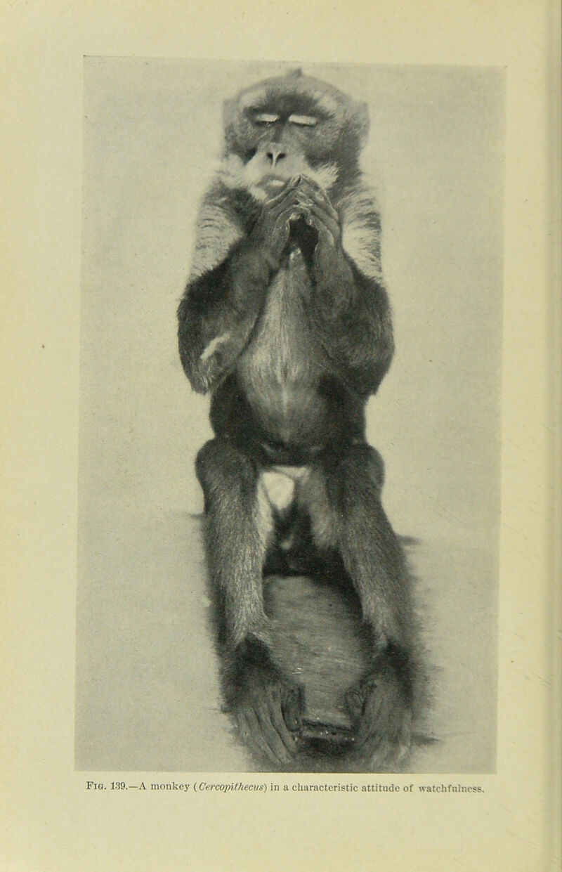 Fig. 139.—A monkey (Cercopithecus) in a characteristic attitude of watchfulness.