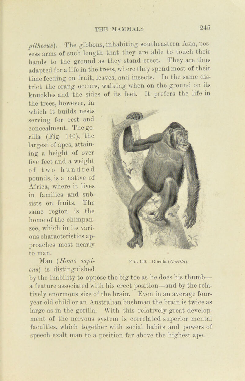 pithecus). The gibbons, inhabiting southeastern Asia, pos- sess arms of such length that they are able to touch tlieii hands to the ground as they stand erect. They are thus adapted for a life in the trees, where they spend most of their time feeding on fruit, leaves, and insects. In the same dis- trict the orang occurs, walking when on the ground on its knuckles and the sides of its feet. It prefers the life in the trees, however, in which it builds nests serving for rest and concealment. The go- rilla (Fig. 140), the largest of apes, attain- ing a height of over five feet and a weight of two hundred pounds, is a native of Africa, where it lives in families and sub- sists on fruits. The same region is the home of the chimpan- zee, which in its vari- ous characteristics ap- proaches most nearly to man. Man (Homo sapi- ens) is distinguished by the inability to oppose the big toe as he does his thumb— a feature associated with his erect position—and by the rela- tively enormous size of the brain. Even in an average four- year-old child or an Australian bush man the brain is twice as large as in the gorilla. With this relatively great develop- ment of the nervous system is correlated superior mental faculties, which together with social habits and powers of speech exalt man to a position far above the highest ape. Fjg. 140.—Gorilla {Gorilla).