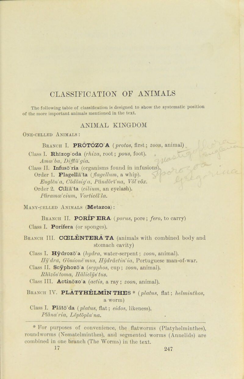 CLASSIFICATION OF ANIMALS The following table of classification is designed to show the systematic position of the more important animals mentioned in the text. ANIMAL KINGDOM One-celled Animals : Branch I. PROTOZO A (protos, first; zoon, animal) Class I. Rhlzop oda (rhiza, root; pous, foot). , Amoeba, Difflu'gia. Class II. Infuso ria (organisms found in infusions). Order 1. Flagella'ta (flagellum, a whip). Euglen'a, Codosig'a, Pdndon'na, Vdl'vox. Order 2. Cilia'ta (cilium, an eyelash). Paramos'cium, Vorticel' la. Many-celled Animals (Metazoa): Branch II. PORIF ERA (porus, pore ; fero, to carry) Class I. Porifera (or sponges). Branch III. COELENTERA TA (animals with combined body and stomach cavity) Class I. Hydrozo'a (hydra, water-serpent; zoon, animal). Hy dra, Gonionemus, Hydrdctin'ia, Portuguese man-of-war. Class II. ScyphozS a (scyphos, cup ; zoon, animal). Ehizds'toma, Hdliclys' tus. Class III. Actinozo'a (actis, a ray; zoon, animal). Branch IV. PLATYHELMIN THES * (platus, flat; helminthos, a worm) Class I. Plato'da (platus, flat; eidos, likeness). Plana'ria, Leptopla'na. * For purposes of convenience, the flatworms (Platyhelminthes), roundworms (Nematel mi tithes), and segmented worms (Annelids) are combined in one branch (The Worms) in the text. 17