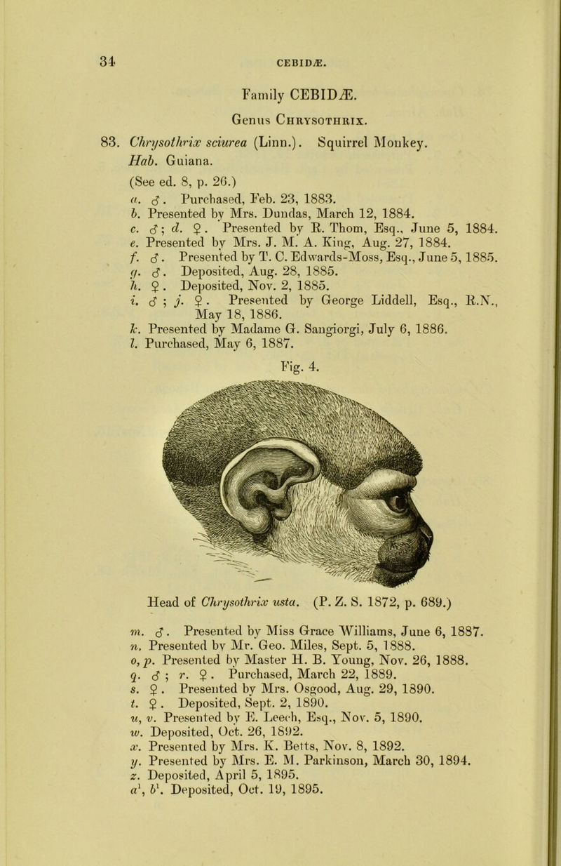 Family CEBIDAL Genus Chrysothrix. 83. Chrysothrix sciurea (Linn.). Squirrel Monkey. Hah. Guiana. (See ed. 8, p. 20.) a. d . Purchased, Feb. 23, 1883. h. Presented by Mrs. Dundas, March 12, 1884. c. d; cl. $. Presented by It. Thom, Esq., June 5, 1884. e. Presented by Mrs. J. M. A. King, Aug. 27, 1884. f. d. Presented by T. C. Edwards-Moss, Esq., June 5, 1885. y. $. Deposited, Aug. 28, 1885. h. 5 • Deposited, Nov. 2, 1885. i. d ; j- 2 • Presented by George Liddell, Esq., K.N., May 18, 1886. It. Presented by Madame G. Sangiorgi, July 6, 1886. 1. Purchased, May 6, 1887. Fig. 4. Head of Chrysothrix usta. (P. Z. S. 1872, p. 689.) 7n. d. Presented by Miss Grace Williams, June 6, 1887. n. Presented by Mr. Geo. Miles, Sept. 5, 1888. o, p. Presented by Master H. B. Young, Nov. 26, 1888. q. d ; r. 2 - Purchased, March 22, 1889. s. 5 . Presented by Mrs. Osgood, Aug. 29, 1890. t. 2 • Deposited, Sept. 2, 1890. u. v. Presented by E. Leech, Esq., Nov. 5, 1890. w. Deposited, Oct. 26, 1892. x. Presented by Mrs. K. Betts, Nov. 8, 1892. y. Presented by Mrs. E. M. Parkinson, March 30, 1894. z. Deposited, April 5, 1895. a\ h\ Deposited, Oct. 19, 1895.