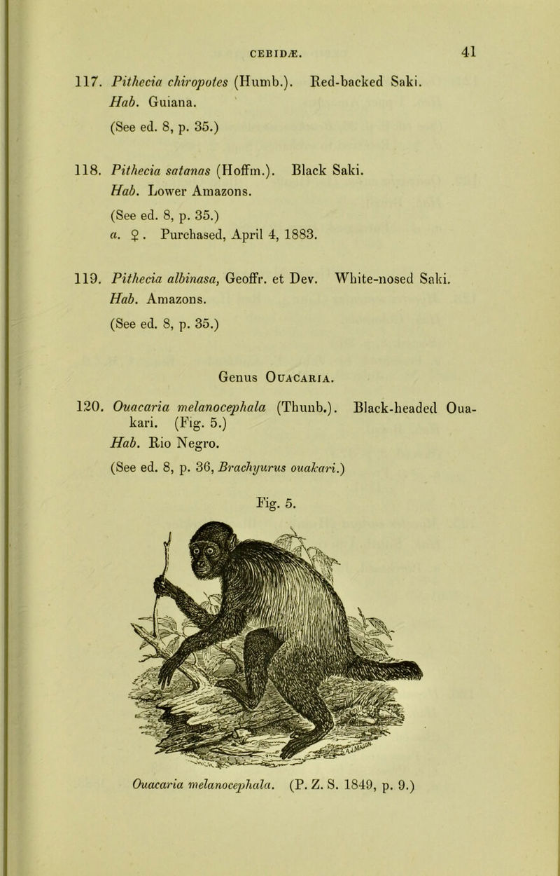 117. Pithecia chiropotes (Humb.). Red-backed Saki. Hab. Guiana. (See ed. 8, p. 35.) 118. Pithecia satanas (Hoffm.). Black Saki. Hab. Lower Amazons. (See ed. 8, p. 35.) a. 2 • Purchased, April 4, 1883. 119. Pithecia albinasa, Geoffr. et Dev. White-nosed Saki. Hab. Amazons. (See ed. 8, p. 35.) Genus Ouacaria. 120. Ouaearia melanocepliala (Thunb.). Black-headed Oua- kari. (Fig. 5.) Hab. Rio Negro. (See ed. 8, p. 36, Brachyurus ouakari.) Fig. 5. Ouaearia melanocepliala. (P. Z. S. 1849, p. 9.)