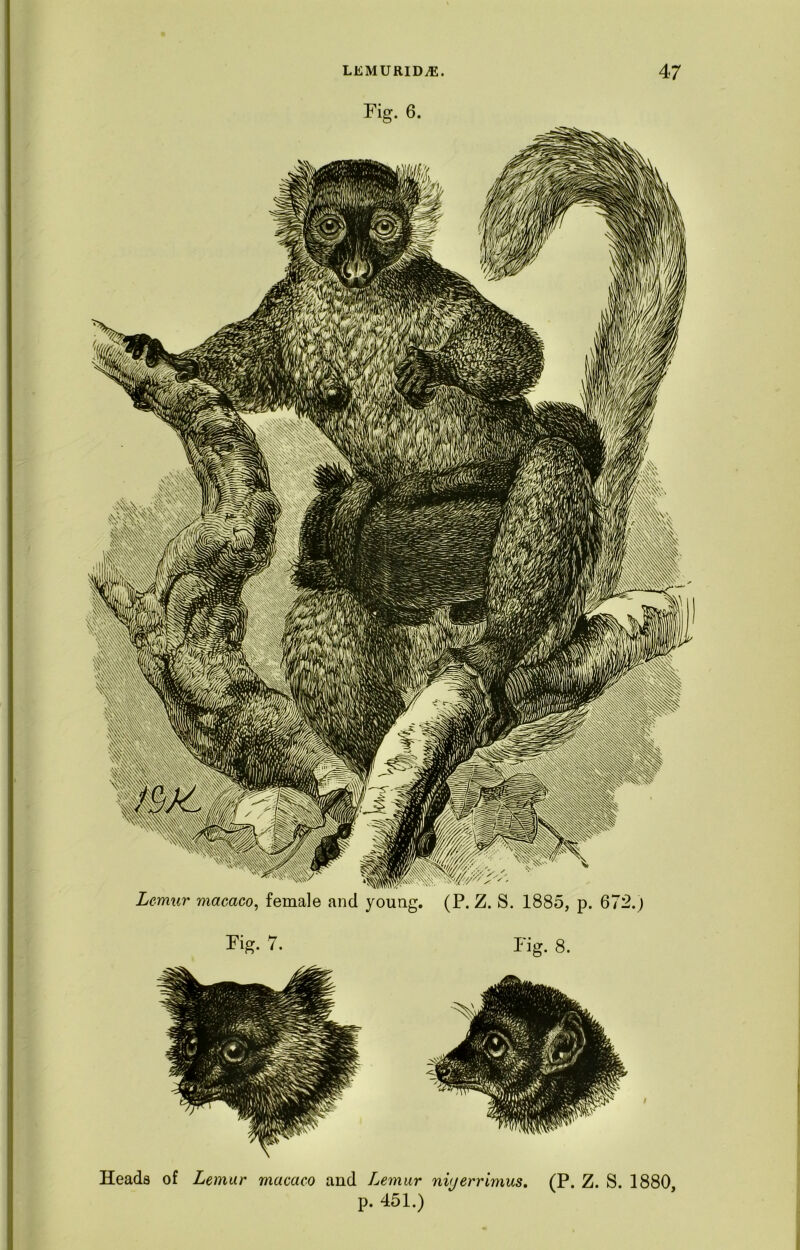 \\ -vxvCsSN 'V'AN^V\\ L IP Lemur macaco, female and young. (P. Z. S. 1885, p. 672. ) LEMURID^E. Pig. 6. 47 Heads of Lemur macaco and Lemur nvjerrimus. (P. Z. S. 1880 p. 451.)
