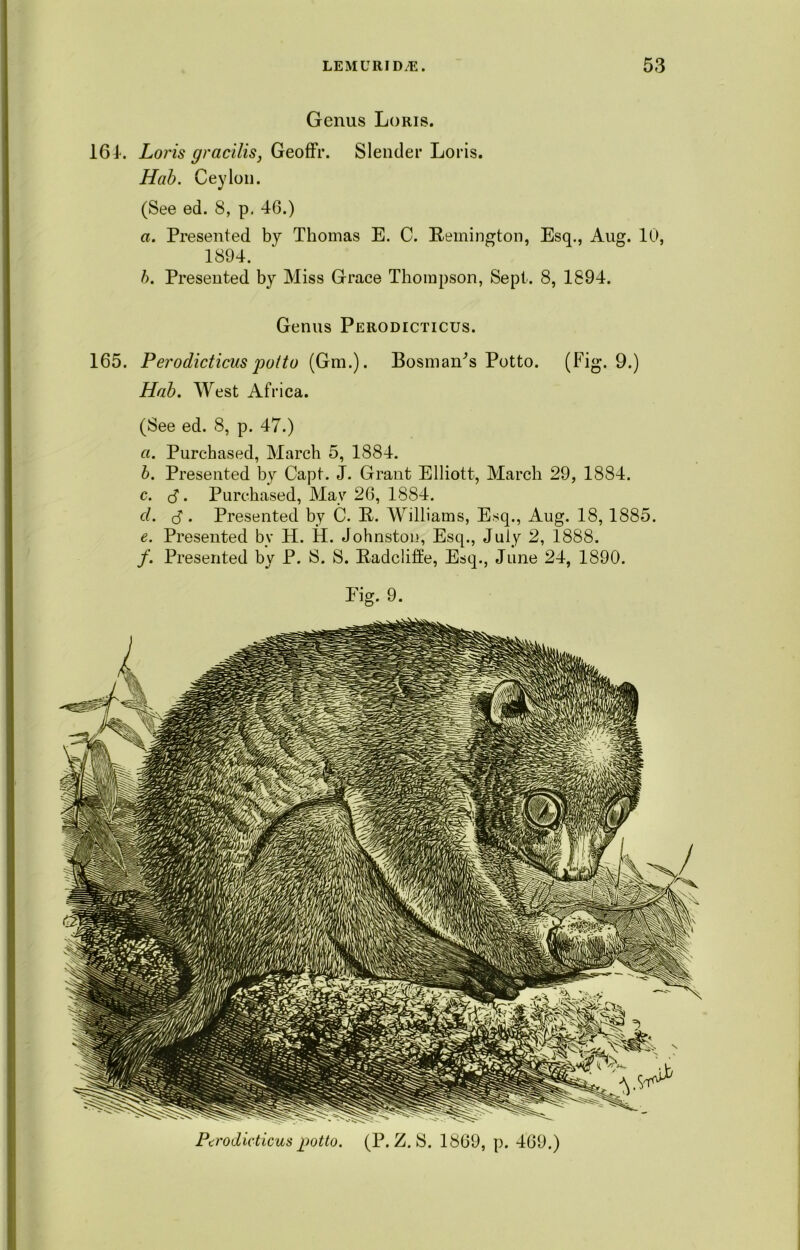 Genus Loris. 161. Loris gracilis, Geoffr. Slender Loris. Hab. Ceylon. (See ed. 8, p. 46.) a. Presented by Thomas E. C. Remington, Esq., Aug. 10, 1894. b. Presented by Miss Grace Thompson, Sept. 8, 1894. Genus Perodicticus. 165. Perodicticus potto (Gm.). Bosnian's Potto. (Fig. 9.) Hab. West Africa. (See ed. 8, p. 47.) a. Purchased, March 5, 1884. b. Presented by Capt. J. Grant Elliott, March 29, 1884. c. $. Purchased, May 26, 1884. cl. $. Presented by C. R. Williams, Esq., Aug. 18, 1885. e. Presented by H. H. Johnston, Esq., July 2, 1888. /. Presented by P. S. S. Radcliffe, Esq., June 24, 1890. Eig. 9. Perodicticus potto. (P. Z. S. 1869, p. 469.)