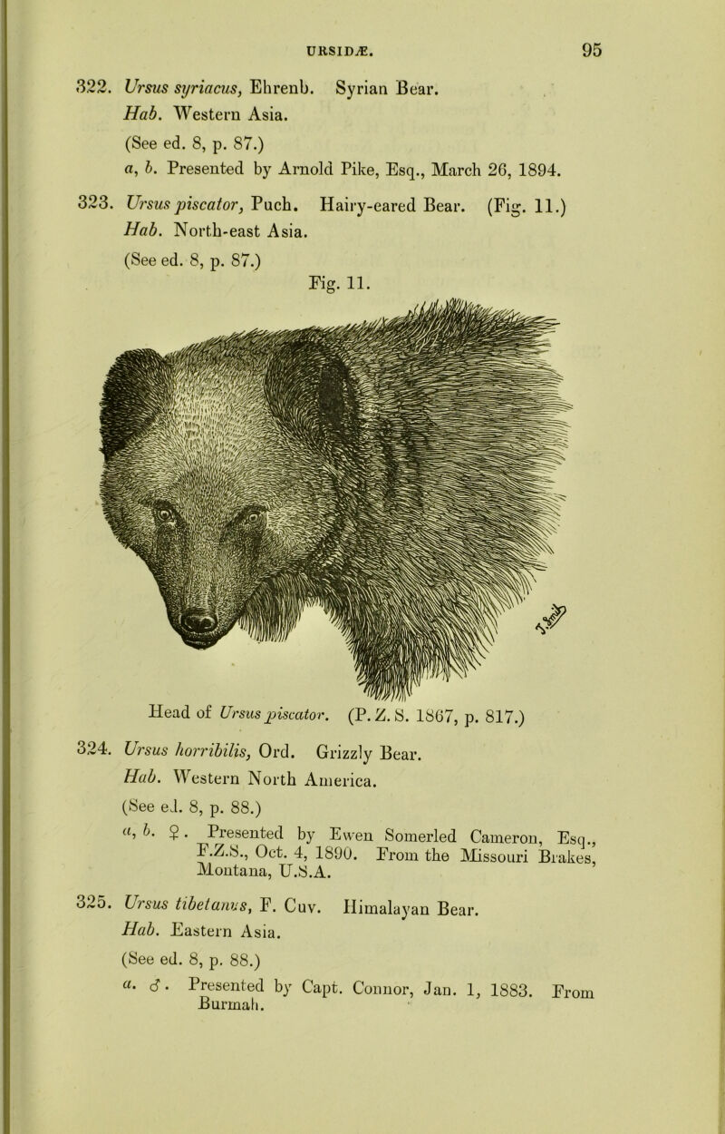 322. Ursus syriacus, Ehrenb. Syrian Bear. Hab. Western Asia. (See ed. 8, p. 87.) a, b. Presented by Arnold Pike, Esq., March 26, 1894. 323. Ursus piscator, Puch. Hairy-eared Bear. (Fig. 11.) Hab. North-east Asia. (See ed. 8, p. 87.) Eig. 11. Head of Ursus piscator. (P. Z. S. 1867, p. 817.) 324. Ursus horribilis, Ord. Grizzly Bear. Hab. Western North America. (See el. 8, p. 88.) b. $. Presented by Evven Somerled Cameron, Esq., F.Z.S., Oct. 4, 1890. From the Missouri Brakes, Montana, U.S.A. 325. brsus tibetanvs, F. Cuv. Himalayan Bear. Hab. Eastern Asia. (See ed. 8, p. 88.) «. S'. Presented by Capt. Connor, Jan. 1, 1883. From Burmah.