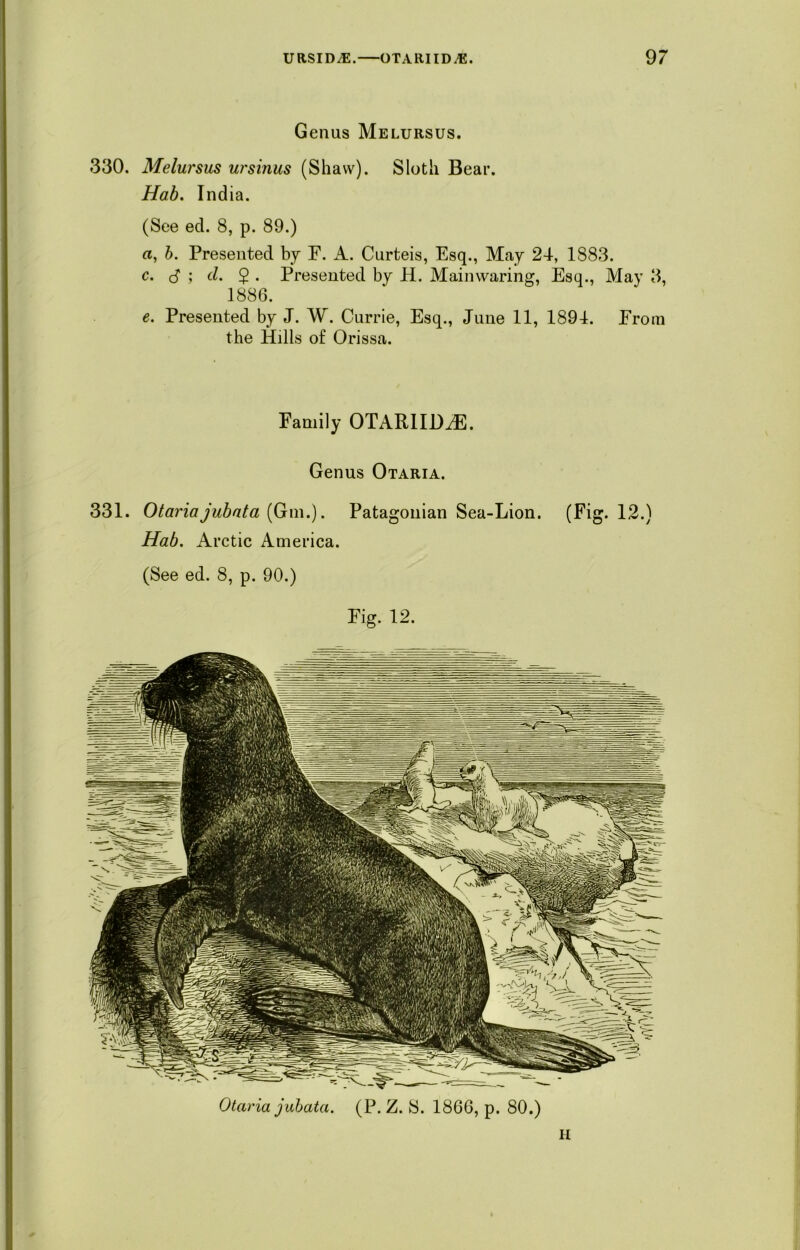 Genus Melursus. 330. Melursus ursinus (Shaw). Sloth Bear. Hab. India. (See ed. 8, p. 89.) a, b. Presented by F. A. Curteis, Esq., May 24, 1883. c. <$ ; cl. $ . Presented by H. Mainvvaring, Esq., May 3, 1886. e. Presented by J. W. Currie, Esq., June 11, 1894. From the Hills of Orissa. Family OTARlIDiE. Genus Otaria. 331. Otaria jubata {6m.). Patagonian Sea-Lion. (Fig. 12.) Hab. Arctic America. (See ed. 8, p. 90.) Fig. 12. i