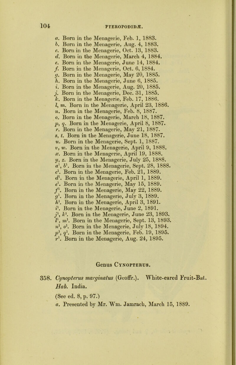 a. Born in the Menagerie, Feb. 1, 1883. b. Born in the Menagerie, Aug. 4, 1883. c. Born in the Menagerie, Oct. 13, 1883. d. Born in the Menagerie, March 4, 1884. e. Born in the Menagerie, June 14, 1884. /. Born in the Menagerie, Oct. 6, 1884. g. Born in the Menagerie, May 20, 1885. Ji. Born in the Menagerie, June 6, 1885. i. Born in the Menagerie, Aug. 20, 1885. j. Born in the Menagerie, Dec. 31, 1885. Jc. Born in the Menagerie, Feb. 17, 1886. Z, m. Born in the Menagerie, April 23, 1886. n. Born in the Menagerie, Feb. 8, 1887. o. Born in the Menagerie, March 18, 1887. p. q. Born in the Menagerie, April 8, 1887. r. Born in the Menagerie, May 21, 1887. s, t. Born in the Menagerie, June 18, 1887. u. Born in the Menagerie, Sept. 1, 1887. v, w. Born in the Menagerie, April 9, 1888. x. Born in the Menagerie, April 19, 1888. y, z. Born in the Menagerie, July 25, 1888. a1, b1. Born in the Menagerie, Sept. 28, 1888. c1. Born in the Menagerie, Feb. 21, 1889. d1. Born in the Menagerie, April 1, 1889. e1. Born in the Menagerie, May 15, 1889. f1. Born in the Menagerie, May 22, 1889. g1. Born in the Menagerie, July 3, 1889. h}. Born in the Menagerie, April 3, 1891. il. Born in the Menagerie, June 2, 1891. j\ Jc1. Born in the Menagerie, June 23, 1893. Z1, m1. Born in the Menagerie, Sept. 13, 1893. 7il, o1. Bom in the Menagerie, July 18, 1894. pl, q1. Born in the Menagerie, Feb. 19, 1895. r1. Born in the Menagerie, Aug. 24, 1895. Genus Cynopterus. 358. Cynopterus marginatus (Geoffr.). White-eared Fruit-Bal. Hab. India. (See ed. 8, p. 97.) a. Presented by Mr. Wm. Jamrach, March 15, 1889.