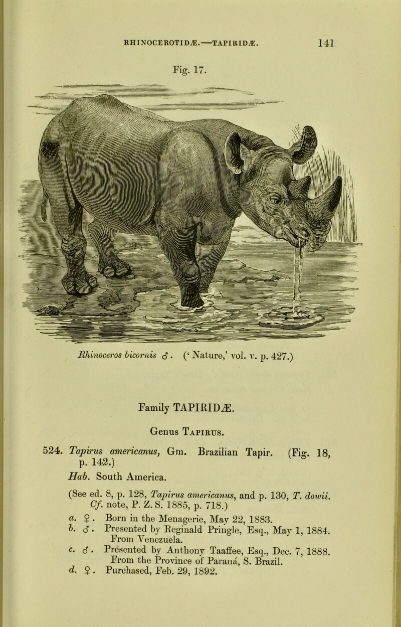 Fig. 17. Rhinoceros bicornis • (‘ Nature,’ vol. v. p. 427.) Family TAPIRIDiE. Genus Tapirus. 524. Tapirus americanus, Gm. Brazilian Tapir. (Fig. 18, p. 142.) Hab. South America. (See ed. 8, p. 128, Tapirus americanus, and p. 130, T. dowii. Of. note, P. Z.S. 1885, p. 718.) a. $ . Born in the Menagerie, May 22, 1883. b. cS • Presented by Reginald Pringle, Esq., May 1, 1884. From Venezuela. c. cJ. Presented by Anthony Taaffee, Esq., Dec. 7, 1888. From the Province of Parana, S. Brazil. d< $ . Purchased, Feb. 29, 1892.