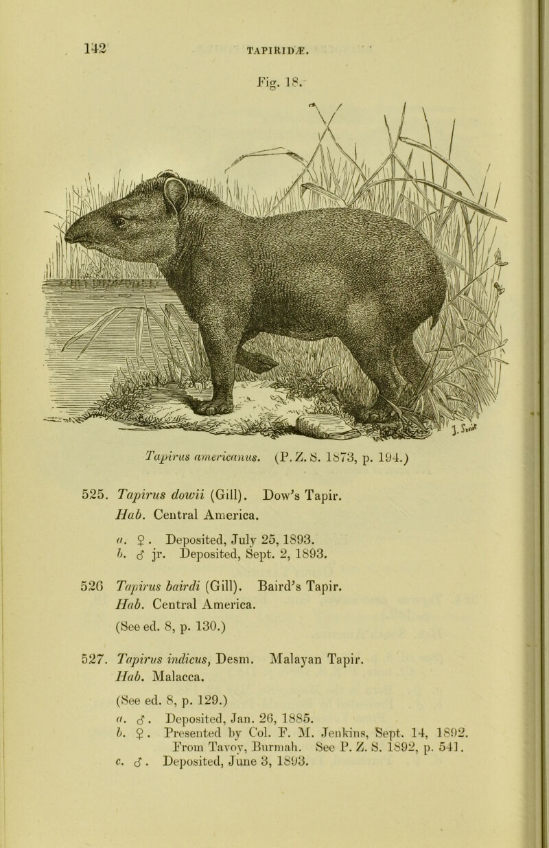 Fig. 18. Tapirus americanus. (P.Z. IS. 1873, p. 194.) 525. Tapirus dowii (Gill). Dow's Tapir. Hub. Central America. a. 5 • Deposited, July 25,1893. h. 3 jr. Deposited, Sept. 2, 1893. 52(3 Tapirus bairdi (Gill). Baird's Tapir. Hab. Central America. (See ed. 8, p. 130.) 527. Tapirus indicus, Desm. Malayan Tapir. Hub. Malacca. (See ed. 8, p. 129.) a. <3 . Deposited, Jan. 26, 1885. b. 2 • Presented by Col. F. M. Jenkins, Sept. 14, 1892. From Tavoy, Burniah. See P. Z. S. 1892, p. 541. c. 3 . Deposited, June 3, 1893.