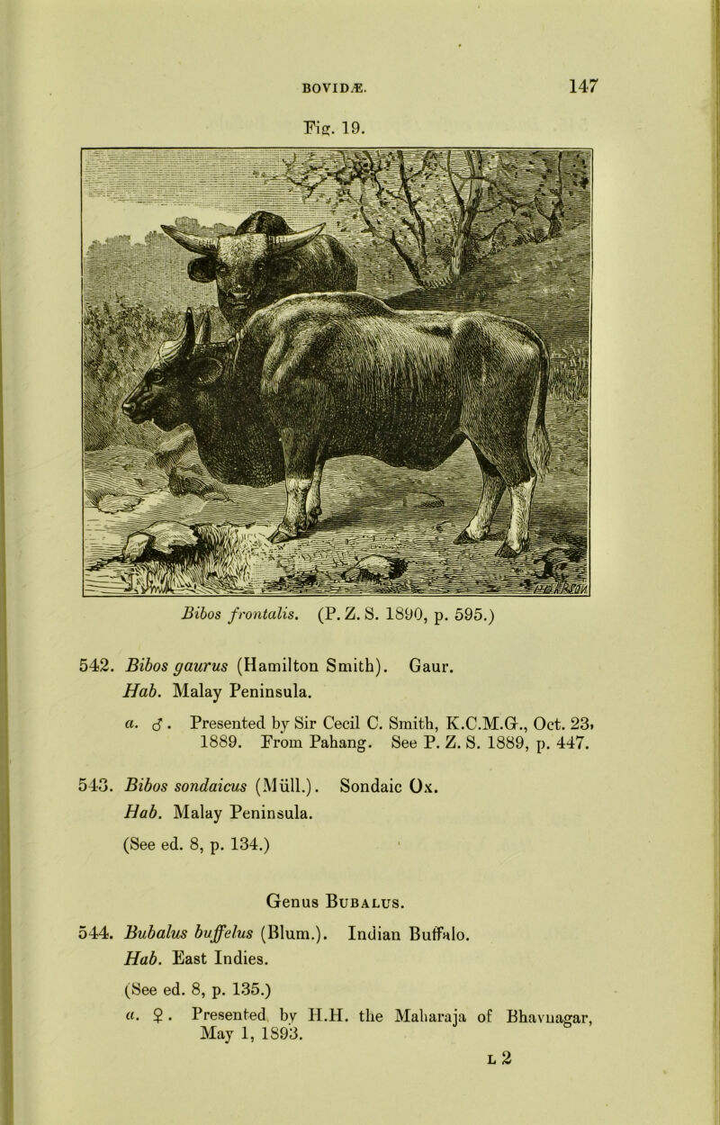 Fig. 19. Bibos frontalis. (P. Z. S. 1890, p. 595.) 542. Bibos gaurus (Hamilton Smith). Gaur. Hab. Malay Peninsula. a. $ . Presented by Sir Cecil C. Smith, K.C.M.Gf., Oct. 23» 1889. From Pahang. See P. Z. S. 1889, p. 447. 543. Bibos sondaicus (Mull.). Sondaic Ox. Hab. Malay Peninsula. (See ed. 8, p. 134.) Genus Bubalus. 544. Bubalus buffelus (Blum.). Indian Buffalo. Hab. East Indies. (See ed. 8, p. 135.) . 2 • Presented by H.H. the Maharaja of Bhavnagar, May 1, 1893. l 2 a