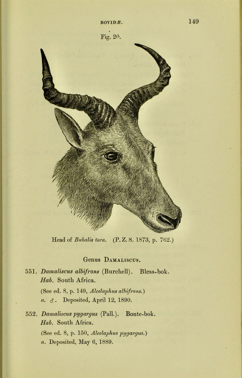 Fig. 20. Head of Bubalis torn. (P. Z. 8. 1873, p. 762.) Genus Damaliscus. 551. Damaliscus albifrons (Burchell). Bless-bok* Hab. South Africa. (See ed. 8, p. 149, AlcelapTius albifrons.) a. cf . Deposited, April 12, 1890. 552. Damaliscus pygargus (Pall.). Bonte-bok. Hab. South Africa. (See ed. 8, p. 150, AlcelapTius py gar gus.) a. Deposited, May 6, 1889.