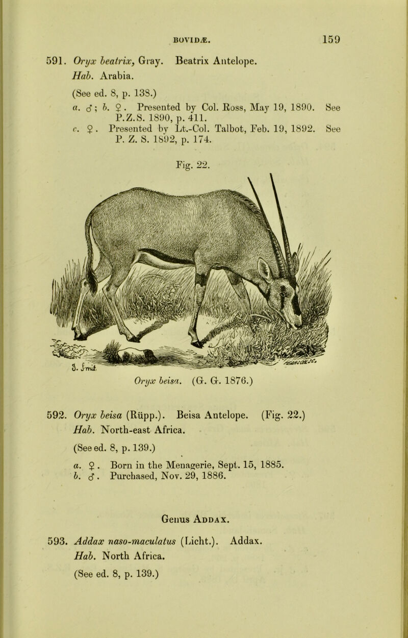 591. Oryx beatrix, Gray. Beatrix Antelope. Hah. Arabia. (See ed. 8, p. 13S.) «. d; b. $. Presented by Col. Boss, May 19, 1890. See P.Z.S. 1890, p. 411. c. 2 • Presented by Lt.-Col. Talbot, Peb. 19, 1892. See P. Z. S. 1892, p. 174. Pig. 22. Oryx beisa. (G. G. 1876.) 592. Oi'yx beisa (Rupp.). Beisa Antelope. (Fig- 22.) Hab. North-east Africa. (See ed. 8, p. 139.) a. $ . Born in the Menagerie, Sept. 15, 1885. b. d • Purchased, Nov. 29, 1886. Genus Addax. 593. Addax naso-maculatus (Licht.). Addax. Hab. North Africa.