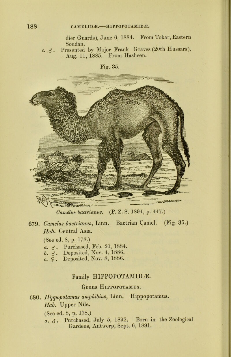 clier Guards), June 6, 1884. From Tokar, Eastern Soudan. c. d. Presented by Major Frank Graves (20th Hussars), Aug. 11, 1885. From Hasheen. Fig. 35. Camelus bactrianus. (P. Z. S. 1894, p. 447.) 679. Camelus bactrianus, Linn. Bactrian Camel. (Fig. 35.) Hab. Central Asia. (See ed. 8, p. 178.) a. S . Purchased, Feb. 20, 1884. b. <3. Deposited, Nov. 4, 1886. c. 2- Deposited, Nov. 8, 1886. Family HIPPOPOTAMIDiE. Genus Hippopotamus. 680. Hippopotamus amphibius, Linn. Hippopotamus. Hab. Upper Nile. (See ed. 8, p. 178.) a. (3. Purchased, July 5, 1892. Born in the Zoological Gardens, Antwerp, Sept. 6, 1891.