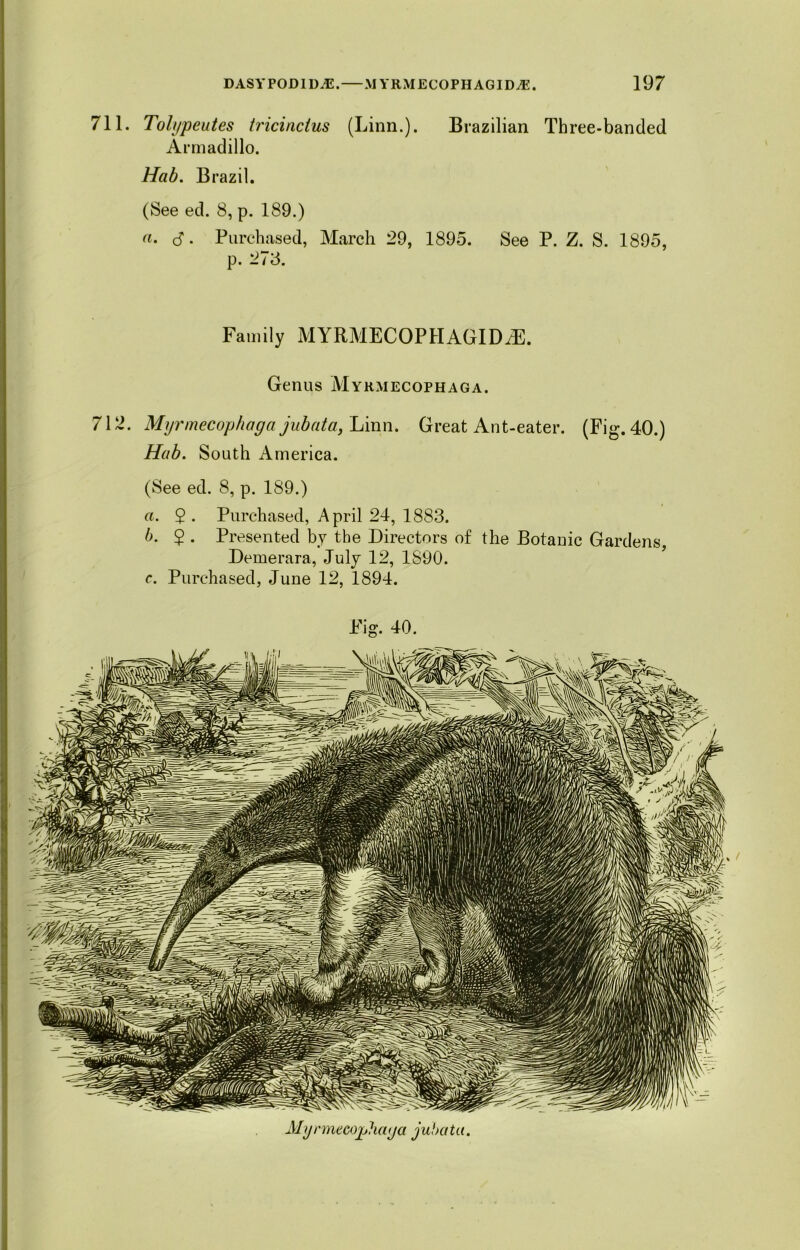 711. Tolypeutes iricincius (Linn.). Brazilian Three-banded Armadillo. Hab. Brazil. (See ed. 8, p. 189.) a. $. Purchased, March 29, 1895. See P. Z. S. 1895, p. 273. Family MYRMECOPHAGID/E. Genus Mykmecophaga. 712. Myrmecophaga jubata, Linn. Great Ant-eater. (Fig. 40.) Hab. South America. (See ed. 8, p. 189.) a. $. Purchased, April 24, 1883. b. 2 • Presented by the Directors of the Botanic Gardens, Demerara, July 12, 1890. c. Purchased, June 12, 1894. Fig. 40. My rmecophaya juba ta.