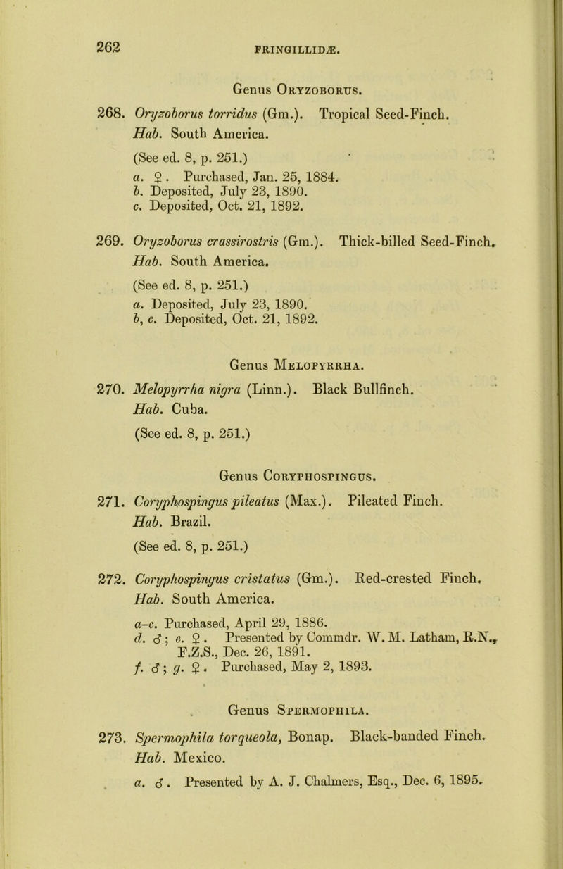 Genus Oryzoborus. 268. Oryzoborus torridus (Gm.). Tropical Seed-Finch. Hah. South America. (See ed. 8, p. 251.) a. $ . Purchased, Jan. 25, 1884. b. Deposited, July 23, 1890. c. Deposited, Oct. 21, 1892. 269. Oryzoborus crassirostris (Gm.). Thick-billed Seed-Finchr Hab. South America. (See ed. 8, p. 251.) а. Deposited, July 23, 1890. б, c. Deposited, Oct. 21, 1892. Genus Melopyrrha. 270. Melopyrrha nigra (Linn.). Black Bullfinch. Hab. Cuba. (See ed. 8, p. 251.) Genus Coryphospingus. 271. Coryphospinguspileatus (Max.). Pileated Finch. Hab. Brazil. (See ed. 8, p. 251.) 272. Coryphospingus cristatus (Gm.). Bed-crested Finch. Hab. South America. a-c. Purchased, April 29, 1886. d. J ; e. 2 • Presented by Commdr. W. M. Latham, B.N., F.Z.S., Dec. 26, 1891. f. <$ ; g. $ . Purchased, May 2, 1893. « Genus Spermophila. 273. Spermophila torqueola, Bonap. Black-banded Finch. Hab. Mexico. a. <3. Presented by A. J. Chalmers, Esq., Dec. 6, 1895r