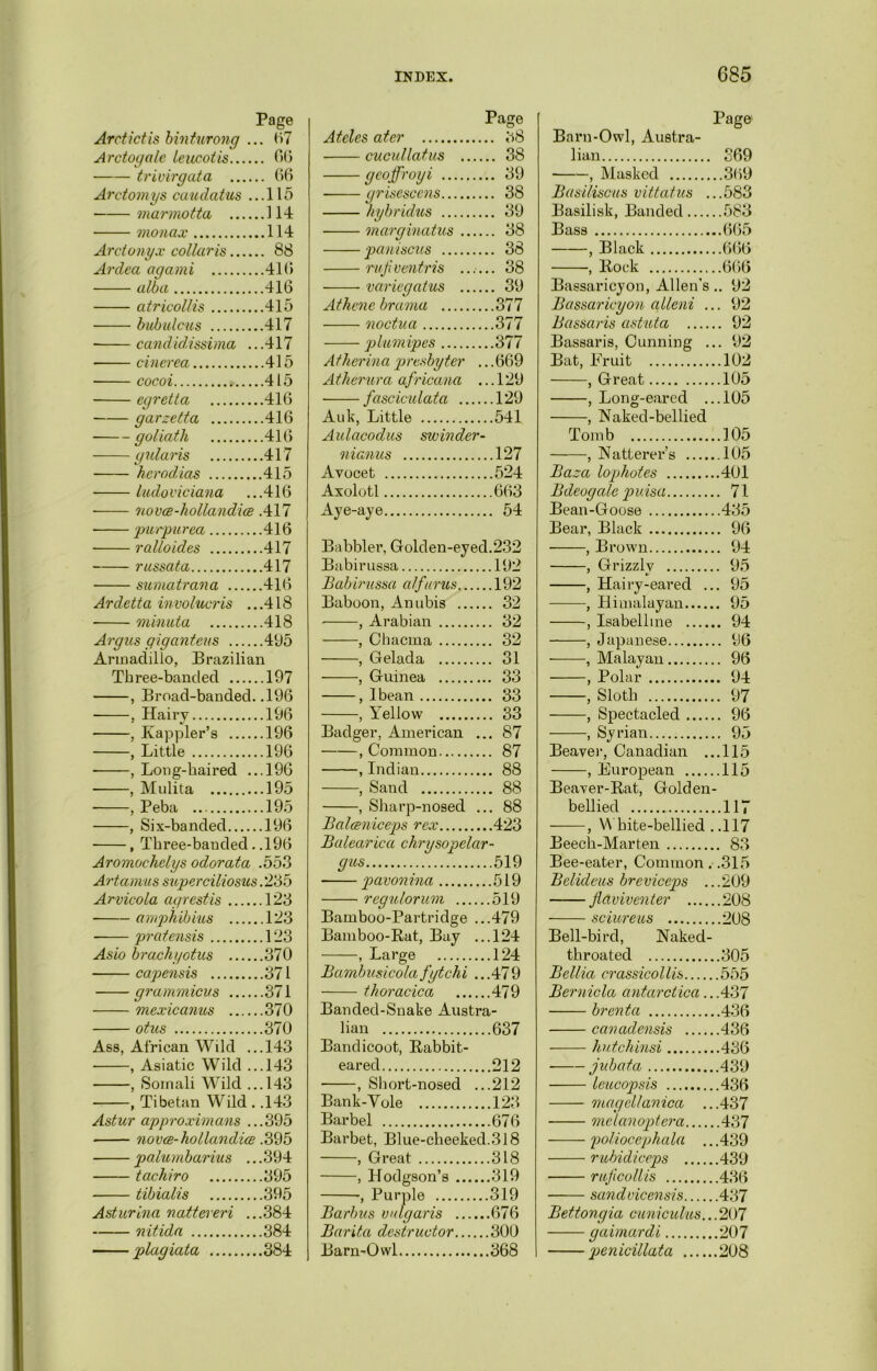 Page Arctictis binturong ... 67 Arctogale leucotis 66 trimrgata 66 Arctomys caudatus ...115 marmotta 114 monax 114 Arctonyx collaris 88 Ardea agami 416 alba 416 atricollis 415 bub ulcus 417 • candid,issima ...417 cinerea 415 cocoi 415 cgretta 416 garzetta 416 goliath 416 gularis 417 herodias 415 ludoviciana ...416 novce-hollandice .417 ‘purpurea 416 r alio ides 417 russata 417 sumatrana 416 Ardetta involucris ...418 minuta 418 Argus giganteus 495 Armadillo, Brazilian Three-banded 197 , Broad-banded. .196 , Hairy 196 , Kappler’s 196 , Little 196 , Long-haired ...196 , Mulita 195 , Peba 195 , Six-banded 196 , Three-banded. .196 Aromoehelys odorata .553 Artamus superciliosus .235 Arvicola agrestis 123 amphibius 123 pratensis 123 Asio brachyotus 370 capensis 371 grammicus 371 mexicanus 370 otus 370 Ass, African Wild ...143 ■ , Asiatic Wild ...143 , Somali Wild ...143 , Tibetan Wild . .143 Astur approximans ...395 novce-hollandice .395 palumbarius .. .394 tachiro 395 tibialis 395 Asturina nattereri ...384 nitida 384 plagiata 384 Page Ateles ater 38 cucullatus 38 geoffroyi 39 grisescens 38 hybridus 39 marginatus 38 paniscus 38 ru.fi ventris ...... 38 variegatus 39 Athene brama 377 noctua 377 plumipes 377 Atherina presbyter ...669 Atherura africana ... 129 fasciculata 129 Auk, Little 541 Aulacodus swinder- nianus 127 Avocet 524 Axolotl 663 Aye-aye 54 Babbler, Golden-eyed.232 Babirussa 192 Babirussa alfurus 192 Baboon, Anubis 32 , Arabian 32 , Chacma 32 , Gelada 31 , Guinea 33 , I bean 33 , Yellow 33 Badger, American ... 87 , Common 87 , Indian 88 , Sand 88 , Sharp-nosed ... 88 Balceniceps rex 423 Balearica chrysopelcir- gus 519 pavonina 519 regulorum 519 Bamboo-Partridge ...479 Bamboo-Rat, Bay ...124 , Large 124 Bambusicolafytchi ...479 thoracica 479 Banded-Snake Austra- lian 637 Bandicoot, Rabbit- eared 212 , Short-nosed ...212 Bank-Yole 123 Barbel 676 Barbet, Blue-cheeked.318 , Great 318 , Hodgson’s 319 , Purple 319 Barbus vulgaris 676 Barita destructor 300 Barn-Owl 368 Page Barn-Owl, Austra- lian 369 , Masked 369 Basiliscus vittatus ...583 Basilisk, Banded 583 Bass 665 , Black 666 , Rock 666 Bassaricyon, Allen’s.. 92 Bassaricyon alleni ... 92 Bassaris astuta 92 Bassaris, Cunning ... 92 Bat, Fruit 102 , Great 105 , Long-eared ...105 , Naked-bellied Tomb 105 -, Natterer’s .105 Baza lophotes 401 Bdeogalc puisa 71 Bean-Goose 435 Bear, Black 96 , Brown 94 , Grizzly 95 , Hairy-eared ... 95 , Himalayan 95 , Isabelline 94 , Japanese 96 , Malayan 96 , Polar 94 , Sloth 97 , Spectacled 96 , Syrian 95 Beaver, Canadian ...115 , European 115 Beaver-Rat, Golden- bellied 117 ——, White-bellied . .117 Beech-Marten 83 Bee-eater, Common. .315 Bclideus breviceps ...209 flaviventer 208 sciureus 208 Bell-bird, Naked- throated 305 Bellia crassicollis 555 Bernicla antarctica.. .437 brent a 436 canadensis 436 hutchinsi 436 jubata 439 leucopsis 436 magellanica ...437 melanoptera 437 poliocephala ... 439 rubidiceps 439 ruficollis 436 sandvicensis 437 Bettongia cuniculus... 207 gaimardi 207 penicillata 208