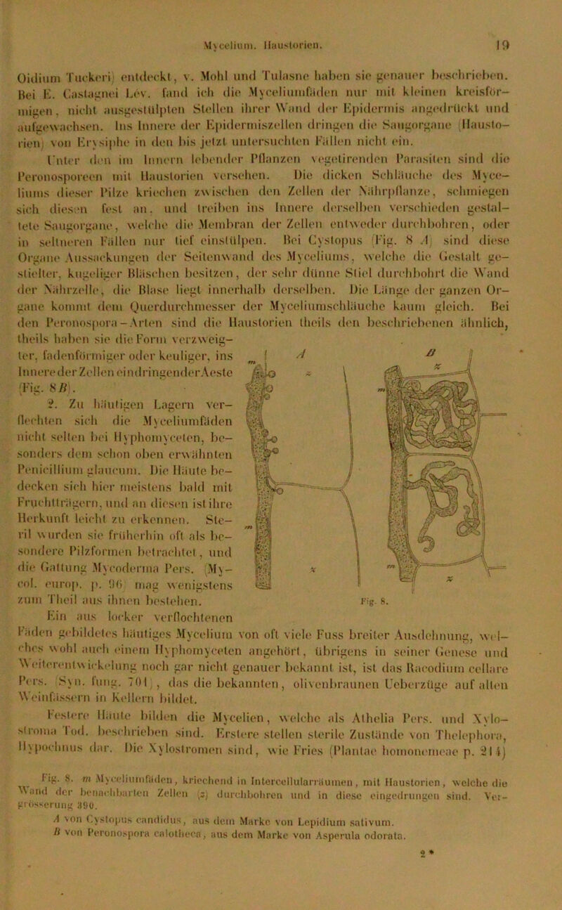 Oidium Tuckeri; entdeckt, v. Mohl und Tulasne haben sie genauer beschrieben. Bei E. Castagnei Lev. fand ich die* Myceliumfüden nur mit kleinen kreisför- migen . nicht ausgestUlplcn Stellen ihrer Wand der Epidermis angedrüekl und aufaewachsen. Ins Innere der Epidermiszellen dringen die Saugnrgane Ilausto- rien von Ervsiphe in den bis jetzt untersuchten Fallen nicht (‘in. Unter den im Innern lebender Pflanzen vegetirendon Parasiten sind die Perouosporeen mit Ilaustorien versehen. Die dicken Schlauche des Myce- iiums dieser Pilze kriechen zwischen den Zellen der Nährpllanze, schmiegen sich diesen fest an. und treiben ins Innere derselben verschieden gestal- tete Saugorgane, welche die Membran der Zellen entweder durchbohren, oder in seltneren Fallen nur tief einslülpen. Bei Cystopus (Fig. 8 .1 sind diese Organe Aussackungen der Seitenwand des Myceliums, welche die Gestalt ge- stielter, kugeliger Bläschen besitzen, der sehr dünne Stiel durchbohrt die Wand der Nährzelle, die Blase liegt innerhalb derselben. Die Länge der ganzen Or- gane kommt dem Querdurchmesser der Myceliumschläuche kaum gleich. Bei den Peronospora -Arten sind die Ilaustorien thcils den beschriebenen ähnlich, theils haben sie die Form verzweig- ter. fadenförmiger oder heutiger, ins Innere der Zellen ei nd ringender Aeste Fig. 8 li . 2. Zu häutigen Lagern ver- flechten sich die Myceliumfüden nicht selten bei Hyphomyceten, be- sonders dem schon oben erwähnten Penieillium glaueum. Die Häute be- decken sich hier meistens bald mit Fruchtträgern. und an diesen ist ihre Herkunft leicht zu erkennen. Ste- ril wurden sie frtiherhin oft als be- sondere Pilzformen betrachtet, und die Gattung Mycoderina Pers. My- col. euroj). p. 9(5 mag wenigstens zum Tlieil aus ihnen bestellen. Ein aus locker verflochtenen A I'ig. 8. 1‘äden gebildetes häutiges Myeelium von oft viele l-'tiss breiter Ausdehnung, wel- ches wohl auch einem Hyphomyceten angehört, übrigens in seiner Genese und \\ eiterenlw iekelung noch gar nicht genauer bekannt ist, ist das Raeodium cellare IV rs. Syn. lung. 701 , das die bekannten, olivenbraunen Ueberzüge auf allen Weinfässern in Kellern bildet. Festere Haute bilden die Mycelicn, welche als Athelia Pers. und Xvlo— siroma lod. beschrieben sind. Erslere stellen sterile Zustünde von Thelephora, Ihpochnus dar. Die Xylostronien sind, wie Fries (Plantae homonemeae p. *21 i) fig. s. m Myceliumfüden, kriechend in Intercellularräumen, mit ilaustorien, welche die \N.md der benachbarten Zellen (s) durchbohren und in diese eingedrungen sind. Ver- größerung 390. A von (.ystopus candidus, aus dem Marke von Lepidium sativum. H von Peronospora calothecn, aus dem Marke von Asperula odorato.