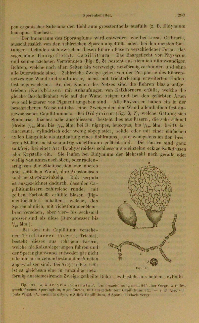 pon organischer Substanz den Hohlraum grösstentheils ausfüllt (z. B. Didymiuin leucopus, Diachea). Der Innenraum des Sporangiums wird entweder, wie bei Liccn, Gribraria, ausschliesslich von den zahlreichen Sporen angefüllt; oder, bei den meisten Gat- tungen. befinden sich zwischen diesen Röhren Fasern verschiedener Form, das sogenannte Haargeflecht, Ca p i 11 i l i u m. Das llaargeflecht von Physarum und seinen nächsten Verwandten (Fig. 2, 3) besteht aus ziemlich dünnwandigen Röhren, welche nach allen Seiten hin verzw eigt, netzförmig verbunden und ohne alle Querwände sind. Zahlreiche Zweige gehen von der Peripherie des Röhren- netzes zur Wand und sind dieser, meist mit trichterförmig erweiterten Enden, fest angewachsen. An den Knoten des Netzes sind die Röhren blasig aufge- trieben (Kalkblasen) mit Anhäufungen von Kalkkörnern erfüllt, welche die gleiche Beschaffenheit wie auf der Wand zeigen und bei den gefärbten Arten w ie auf letzterer von Pigment umgeben sind. Alle Physareen haben ein in der beschriebenen Weise mittelst seiner Zweigenden der Wand allenthalben fest an- gewachsenes Gapillitiumnetz. Bei Didymiuin (Fig. 6, 7), welcher Gattung sich Spumaria, Diachea nahe anschliessen , besteht dies aus Fasern , die sehr schmal Breite ‘/rss Mm. bis %90 Mm. bei D. nigripes, leucopus, bis %80 Mm. bei D. fa- rinaceum), cylindrisch oder wenig abgeplattet, solide oder mit einer einfachen axilen Längslinie als Andeutung eines Hohlraums, und wenigstens an den brei- teren Stellen meist schmutzig violettbraun gefärbt sind. Die Fasern sind ganz kalkfrei; bei einer Art (D. physaroides) schliesscn sie einzelne eckige Kalkdrusen oder Krvstalle ein. Sie laufen bei Didymiuin der Mehrzahl nach gerade oder w ellig von unten nach oben, oder radien- artig von der Stielinsertion zur oberen und seitlichen Wand, ihre Anastomosen sind meist spitzwinkelig. Did. serpula ist ausgezeichnet dadurch, dass den Ca- pillitiumfasern zahlreiche runde, mit gelbem Farbstoffe erfüllte Blasen (Pig- mentbehälter) anhaften, welche, den Sporen ähnlich, mit violettbrauner Mem- bran versehen, aber vier- bis sechsmal grösser sind als diese (Durchmesser bis Mm.). Bei den mit Capillitiuin versehe- nen Trichiaccen (Arcyria, Triehia), besteht dieses aus röhrigen Fasern, welche nie Kalkablagerungen führen und der Sporangiumwand entweder gar nicht oder nur an einzelnen bestimmten Puncten angewachsen sind. Bei Arcyria (Fig. 100 ist es gleichsam eine in unzählige netz- förmig anastomosirende Zweige gelheilte Röhre, es besieht aus hohlen, cylindri- Hg. 100. a, b Arcyria incaruata 1’. Umrisszeichming nach SOfnchcrVergr. u reifes, geschlossenes Sporangium, b geöffnetes, mit ausgedehntem ('npillitiumuetz. — r. d Are. .ser- pula Wigd. (A. anomaln dBy.), c Stück Capitlitium, <1 Spore, 390fach vefgr.