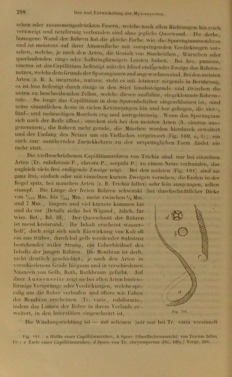 *29« sd,on od(M‘ zusammengodrückten Fasern, welche nach allen Richtungen hin reich verzweigt und netzförmig verbunden sind ohne jegliche Querwand. Die derbe homogene Wand der Röhren hat die gleiche Farbe wio die Sporangiummembran und ist meistens auf ihrer Aussenfliiche mit vorspringenden Verdickungen ver- sehen, welche, je nach den Arten, die Gestalt von Slaohelchen, Wärzchen oder querlaufenden ring- oder halbringformigen Leisten haben. Bei Are. punicea, cinerea ist das Gapillitium befestigt mittelst blind endfgenderZweige des Rühren— netzes, welche dem Grunde der Sporangiumw and angewaehsen sind. Beuden meisten Ai lim (z. R. A. incarnata, nutans steht es mit letzterer nirgends in Berührung, es ist lose befestigt durch einige in den Stiel hinabsleigende und zwischen die unten zu beschreibenden Zellen, welche diesen auslullen, eingeklemmte Röhren- äsle. So lange das Capillilium in dem Sporenbehälter eingeschlossen ist, sind seine sämmlliehen Aesle in vielen Krümmungen hin und her geboten, die vier-, lünf- und mehrseitigen Maschen eng und unregelmässig. Wenn das Sporangiuiu sich nach der Reife öflnet, strecken sich bei den meisten Arten A. cinerea aus- genommen;, die Röhren mehr gerade, die Maschen werden hierdurch erweitert und der Umfang des Netzes um ein Vielfaches vergrösserl lüg. 100, «, 6 ; ein auch nur annäherndes Zurückkehren zu der ursprünglichen Form findet nie mehr statt. Die vielbesehriebenen Capillitiumröhren von Trichia sind nur bei einzelnen Ai’len Ir. rubiformis I’., clavata I’., serpula P.) zu einem Netze verbunden, das zugleich viele frei endigende Zweige zeigt. Bei den meisten lüg. 101 sind sie ganz frei, einfach oder mit einzelnen kurzen Zweigen versehen, die lüldcn in der Regel spitz, bei manchen Arten fz. R. Trichia tallaxi sehr fein ausgezogen, selten stumpf. Die Länge der freien Röhren schwankt bei durchschnittlicher Dicke von y,7, Mm. bis Mm. meist zwischen % Mm. und 7 Mm., längere und s icl kürzere kommen hie und da vor Details siehe bei Wigand, Jahrb. für w iss. Rot., Rd. III). Der Querschnitt der Röhren ist meist kreisrund. Ihr Inhalt erscheint wasser- hell', doch zeigt sich nach Einw irkung von Kali oft ('in aus trüber, durch lod gelb werdender Substanz bestehender axiler Strang, ein Ueberblcibsel des Inhalts der jungen Röhren. Die Membran ist derb, nicht deutlich geschichtet, je nach den Arten in verschiedenem Grade biegsam und in verschiedenen Nüanecn von Gelb, Rolli, Rolhbraun gefärbt. Auf ihrer A ussenseite zeigt sie bei allen Arten leisten- förmige Vorsprünge oder Verdickungen, w eiche spi- ralig um die Röhre verlaufen und öfters w ie Falten der Membran erscheinen Tr. varia, rubiformis , indem das Lumen der Röhre in ihrem Verlaufe er- weitert, in den Interstitiell eingeschnürt ist. Die Windungsriehtung ist — mit seltenen mir nur bei Tr. varia vereinzelt l ig. (01. u Hälft«! einer (.'apiHitiiitnrohre, b Spore (OlH’i'lliiclicnansiclil von Triolim fnllax Fr.; c l'üidc einer Capillitiinnröhi'C, d Spore von Tr. chrysosperma (IXT I>Uv.) Yergr. 390.