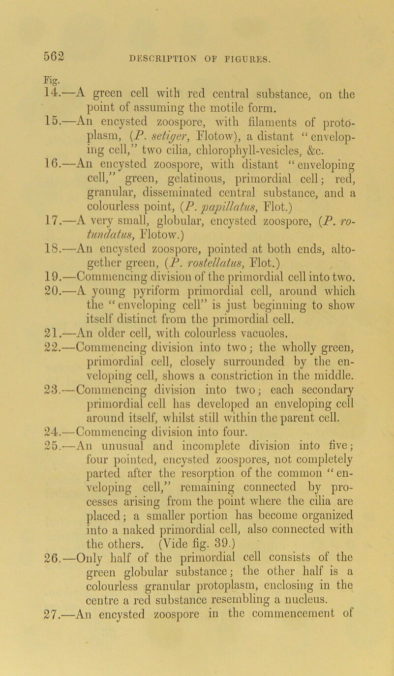 Fig. 14. -—A green cell with red central substance, on the point of assuming the motile form. 15. —An encysted zoospore, with filaments of protö- plasm, (P. setiger, Flotow), a distant “ envelop- ing cell,” two cilia, clilorophyll-vesicles, &c. 16. —An encysted zoospore, with distant “enveloping cell,” green, gelatinous, primordial cell; red, granulär, disseminated central substance, and a colourless point, (P. papillatus, Flot.) 17. —A very small, globular, encysted zoospore, (P. ro- tundatus, Flotow.) 18. —An encysted zoospore, pointed at botli ends, alto- gctlier green, (P. rostellaius, Flot.) 19. —Commencing division of the primordial cell into two. 20. —A young pyriform primordial cell, around which the “enveloping cell” is just beginning to show itself distinct from the primordial cell. 21. —An older cell, with colourless vacuoles. 22. —Commencing division into two; the wholly green, primordial cell, closely surrounded by the en- veloping cell, shows a constriction in the middle. 23. —Commencing division into two; each secondary primordial cell has developed an enveloping cell around itself, whilst still within theparent cell. 24. —Commencing division into four. 25. —An unusual and incomplete division into live; four pointed, encysted zoospores, not completely parted aftcr the resorption of the common “ en- veloping cell,” remaining connected by pro- cesses arising from the point where the cilia are placed; a smaller portion has become organized into a naked primordial cell, also connected with the others. (Yide fig. 39.) 26. —Only half of the primordial cell consists of the green globular substance; the otlier half is a colourless granulär protoplasin, enclosing in the centre a red substance resembling a nucleus. 27. —An encysted zoospore in the commencement of