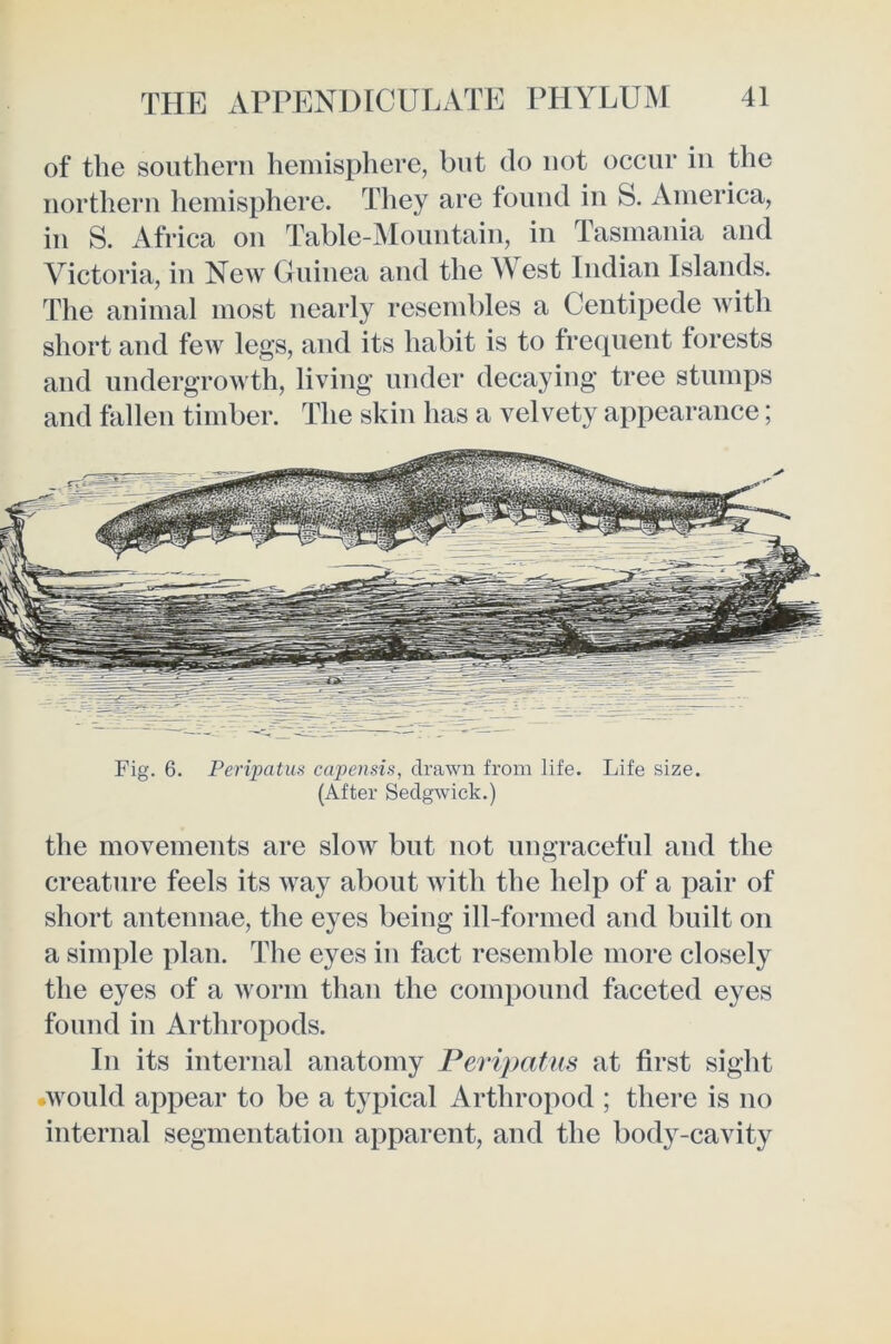 of the southern hemisphere, but do not occur iu the northern hemisphere. They are found in S. America, in S. Africa on Table-Mountain, in Tasmania and Victoria, in New Guinea and the West Indian Islands. The animal most nearly resembles a Centipede with short and few legs, and its habit is to frecpient forests and undergrowth, living under decaying tree stumps and fallen timber. The skin has a velvety appearance; Fig. 6. Feripatus capensis, drawn from life. Life size. (After Sedgwick.) the movements are slow but not nngracefnl and the creature feels its way about with the help of a pair of short antennae, the eyes being ill-formed and built on a simple plan. The eyes in fact resemble more closely the eyes of a worm than the compound faceted eyes found in Arthropods. In its internal anatomy Peripatns at first sight .would appear to be a typical Arthropod ; there is no internal segmentation apparent, and the bod}^-cavity