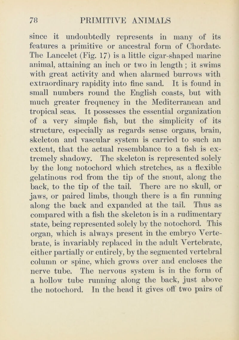 since it undoubtedly represents in many of its features a primitive or ancestral form of Chordate. The Lancelet (Fig. 17) is a little cigar-shaped marine animal, attaining an inch or two in length ; it swims with great activity and when alarmed burrows with extraordinary rapidity into fine sand. It is found in small numbers round the English coasts, but with much greater frequency in the Mediterranean and tropical seas. It possesses the essential organization of a very simple fish, but the simplicity of its structure, especially as regards sense organs, brain, skeleton and vascular system is carried to such an extent, that the actual resemblance to a fish is ex- tremely shadowy. The skeleton is represented solely by the long notochord which stretches, as a fiexible gelatinous rod from the tip of the snout, along the back, to the tip of the tail. There are no skull, or jaws, or paired limbs, though there is a fin running along the back and expanded at the tail. Thus as compared with a fish the skeleton is in a rudimentary state, being represented solely by the notochord. This organ, which is always present in the embryo Verte- brate, is invariably replaced in the adult Vertebrate, either partially or entirely, by the segmented vertebral column or spine, which grows over and encloses the nerve tube. The nervous system is in the form of a hollow tube running along the back, just above the notochord. In the head it gives oft two pairs of