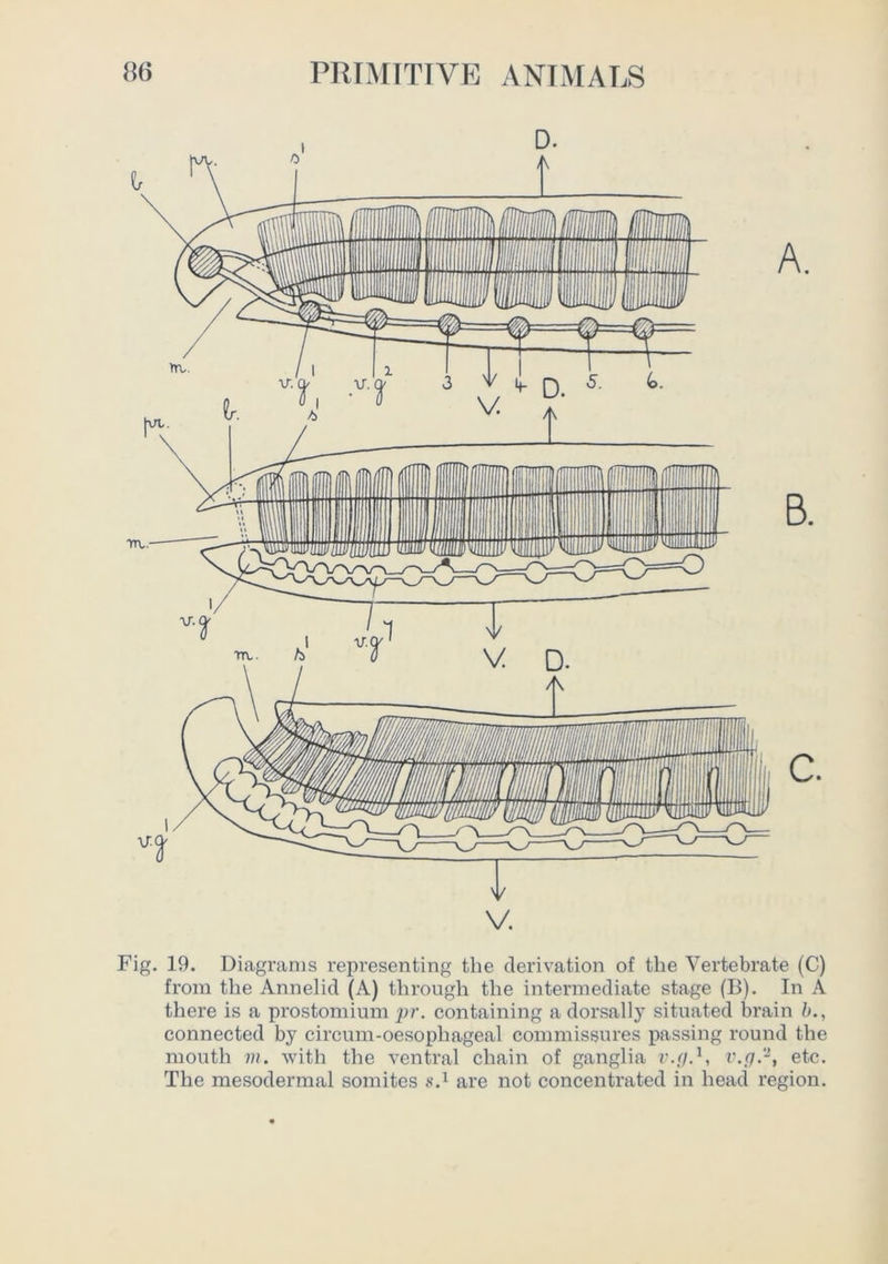 Fig. 19. Diagrams representing the derivation of the Vertebrate (C) from the Annelid (A) through the intermediate stage (B). In A there is a prostomium pr. containing adorsally situated brain b., connected by circum-oesophageal commissures jiassing round the mouth m. with the ventral chain of ganglia r.I/.^ v.fj.-, etc. The mesodermal somites are not concentrated in head region.