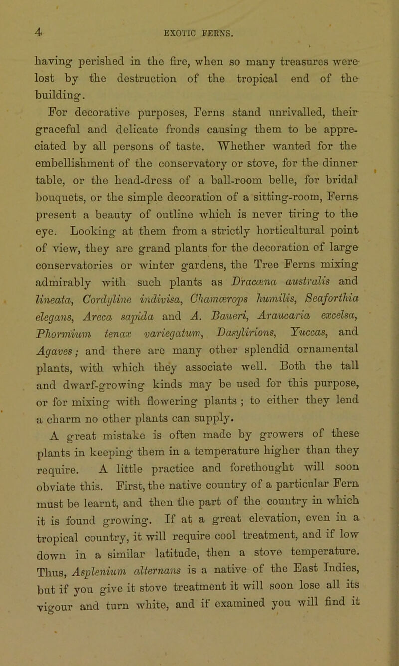 having perished in the fire, when so many treasures were- lost by the destruction of tbe tropical end of the building. For decorative purposes, Ferns stand unrivalled, their graceful and delicate fronds causing them to be appre- ciated by all persons of taste. Whether wanted for tbe embellishment of tbe conservatory or stove, for tbe dinner table, or tbe head-dress of a ball-room belle, for bridal bouquets, or tbe simple decoration of a sitting-room, Ferns present a beauty of outline which is never tiring to tbe eye. Looking at them from a strictly horticultural point of view, they are grand plants for tbe decoration of large conservatories or winter gardens, tbe Tree Ferns mixing admirably with such plants as Draccena australis and lineata, Cordyline indivisa, Ohamcerops humilis, Seaforthia elegans, Arcca sapida and A. Baueri, Araucaria excelsa, Phonriium tenax variegatum, Basylirions, Yuccas, and Agaves; and there are many other splendid ornamental plants, with which they associate well. Both tbe tall and dwarf-growing kinds may be used for this purpose, or for mixing with flowering plants ; to either they lend a charm no other plants can supply. A great mistake is often made by growers of these plants in keeping them in a temperature higher than they require. A little practice and forethought will soon obviate this. First, the native country of a particular Fern must be learnt, and then tbe part of the country in which it is found growing. If at a great elevation, even in a tropical country, it will require cool treatment, and if low down in a similar latitude, then a stove temperature. Thus, Asplenium dlternans is a native of the East Indies, but if you give it stove treatment it will soon lose all its vigour and turn white, and if examined you will find it