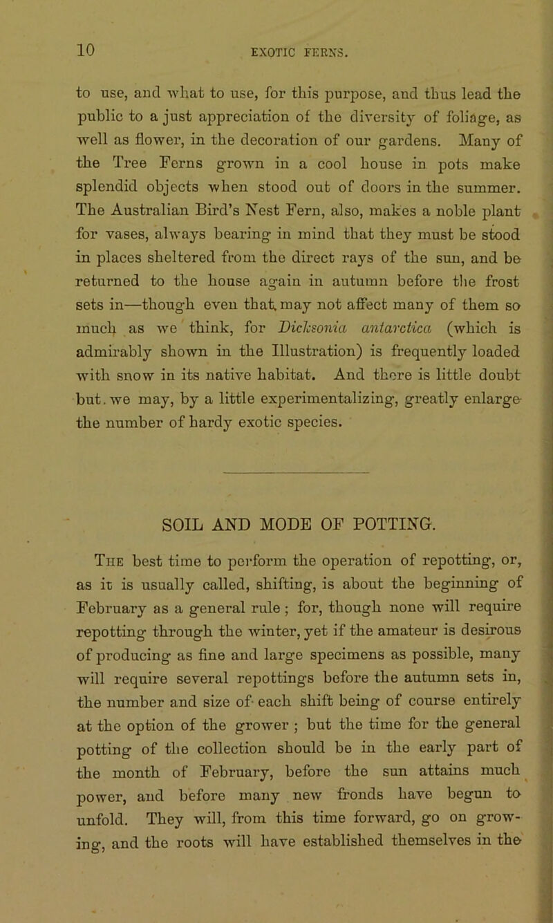 to use, and what to use, for this purpose, aud thus lead the public to a just appreciation of the diversity of foliage, as well as flower, in the decoration of our gardens. Many of the Tree Ferns grown in a cool house in pots make splendid objects when stood out of doors in the summer. The Australian Bird’s Nest Fern, also, makes a noble plant for vases, always bearing in mind that they must be stood in places sheltered from the direct rays of the sun, and be returned to the house again in autumn before the frost sets in—though even that, may not affect many of them so much as we think, for Diclcsonia antavctica (which is admirably shown in the Illustration) is frequently loaded with snow in its native habitat. And there is little doubt but. we may, by a little experimentalizing, greatly enlarge the number of hardy exotic species. SOIL AND MODE OF POTTING. The best time to perform the operation of repotting, or, as it is usually called, shifting, is about the beginning of February as a general rule ; for, though none will require repotting through the winter, yet if the amateur is desirous of producing as fine and large specimens as possible, many will require several repottings before the autumn sets in, the number and size of- each shift being of course entirely at the option of the grower ; but the time for the general potting of the collection should be in the early part of the month of February, before the sun attains much power, and before many new fronds have begun to unfold. They will, from this time forward, go on growr- ing, and the roots will have established themselves in the
