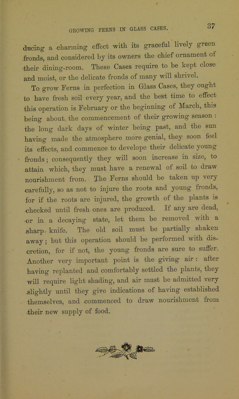ducing a .charming effect with its graceful lively green fronds, and considered by its owners the chief ornament of their dining-room. These Cases require to be kept close and moist, or the delicate fronds of many will shrivel. To grow Ferns in perfection in Glass Cases, they ought to have fresh soil every year, and the best time to effect this operation is February or the beginning of March, this being about the commencement of their growing season . the long dark days of winter being past, and the sun having made the atmosphere more genial, they soon feel its effects, and commence to develope their delicate young fronds; consequently they will soon increase in size, to attain which, they must have a renewal of soil to draw nourishment from. The Ferns should be taken up very carefully, so as not to injure the roots and young fronds, for if the roots are injured, the growth of the plants is checked until fresh ones are produced. If any are dead, or in a decaying state, let them be removed with a sharp knife. The old soil must be partially shaken away ; but this operation should be performed with dis- cretion, for if not, the young fronds are sure to suffer. Another very important point is the giving air : after having’ replanted and comfortably settled the plants, they will require light shading, and air must be admitted very slightly until they give indications of having established themselves, and commenced to draw nourishment from .their new supply of food.