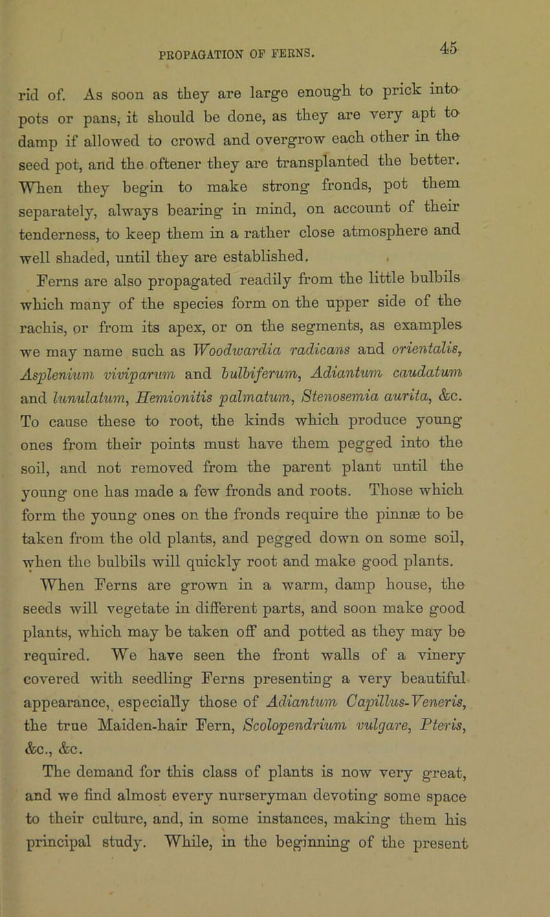 rid of. As soon as they are large enough to prick into pots or pans, it should be done, as they are very apt to damp if allowed to crowd and overgrow each other in the seed pot, and the oftener they are transplanted the better. When they begin to make strong fronds, pot them separately, always bearing in mind, on account of their tenderness, to keep them in a rather close atmosphere and well shaded, until they are established. Ferns are also propagated readily from the little bulbils which many of the species form on the upper side of the rachis, or from its apex, or on the segments, as examples we may name such as Woodwardia radicans and orientalis, Asplenium viviparum and bulbiferum, Adiantum caudatum and lunulatum, Hemionitis palmatum, Stenosemia aurita, &c. To cause these to root, the kinds which produce young ones from their points must have them pegged into the soil, and not removed from the parent plant until the young one has made a few fronds and roots. Those which form the young ones on the fronds require the pinnae to be taken from the old plants, and pegged down on some soil, when the bulbils will quickly root and make good plants. When Ferns are grown in a warm, damp house, the seeds will vegetate in different parts, and soon make good plants, which may be taken off and potted as they may be required. We have seen the front walls of a vinery covered with seedling Ferns presenting a very beautiful appearance, especially those of Adiantum Capillus-Veneris, the true Maiden-hair Fern, Scolopendrium vulgare, Pteris, &c., &c. The demand for this class of plants is now very great, and we find almost every nurseryman devoting some space to their culture, and, in some instances, making them his principal study. While, in the beginning of the present