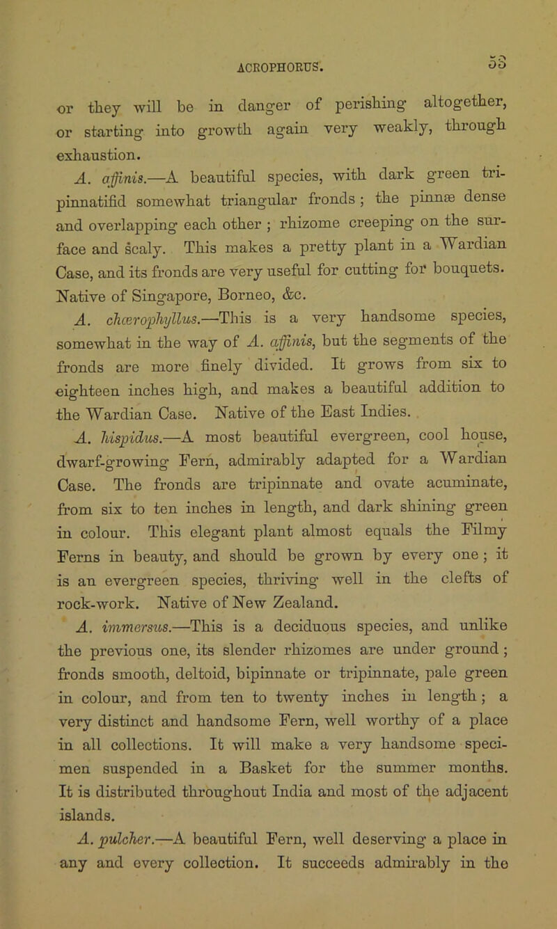 ACROPHORUS. or they will be in danger of perishing altogether, or starting into growth again very weakly, through exhaustion. A. offinis.—A beautiful species, with dark green tri- pinnatifid somewhat triangular fronds ; the pin rue dense and overlapping each other ; rhizome creeping on the sur- face and scaly. This makes a pretty plant in a Wai’dian Case, and its fronds are very useful for cutting for bouquets. Native of Singapore, Borneo, &c. A. cheerophyllus.—This is a very handsome species, somewhat in the way of A. affinis, but the seg'ments of the fronds are more finely divided. It grows from six to eighteen inches high, and makes a beautiful addition to the Wardian Case. Native of the East Indies. A. hispidus.—A most beautiful evergreen, cool house, dwarf-growing Eern, admirably adapted for a Wardian Case. The fronds are tripinnate and ovate acuminate, from six to ten inches in length, and dark shining green in colour. This elegant plant almost equals the Filmy Ferns in beauty, and should be grown by every one ; it is an evergreen species, thriving well in the clefts of rock-work. Native of New Zealand. A. ivimersus.—This is a deciduous species, and unlike the previous one, its slender rhizomes are nnder ground; fronds smooth, deltoid, bipinnate or tripinnate, pale green in colour, and from ten to twenty inches in length ; a very distinct and handsome Fern, well worthy of a place in all collections. It will make a very handsome speci- men suspended in a Basket for the summer months. It is distributed throughout India and most of the adjacent islands. A. pulcher.—A. beautiful Fern, well deserving a place in any and every collection. It succeeds admirably in the