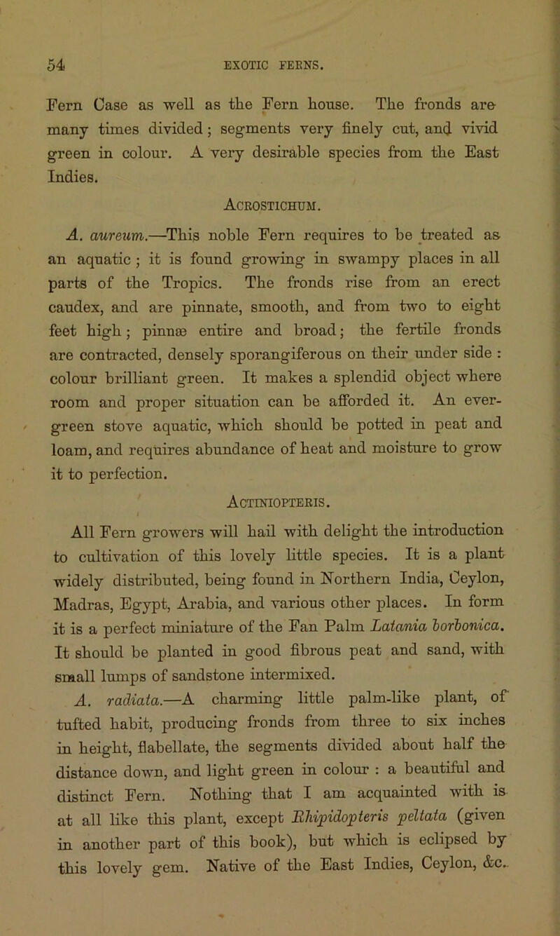 Pern Case as well as the Pern house. The fronds are many times divided ; segments very finely cut, and vivid green in colour. A very desirable species from the East Indies. Acrostichum. A. aureum.—This noble Pern requires to be treated as an aquatic ; it is found growing in swampy places in all parts of the Tropics. The fronds rise from an erect caudex, and are pinnate, smooth, and from two to eight feet high; pinnae entire and broad; the fertile fronds are contracted, densely sporangiferous on their under side : colour brilliant green. It makes a splendid object where room and proper situation can be afforded it. An ever- green stove aquatic, which should be potted in peat and loam, and requires abundance of heat and moisture to grow it to perfection. Actiniopteris. I All Fern growers will hail with delight the introduction to cultivation of this lovely little species. It is a plant widely distributed, being found in Northern India, Ceylon, Madras, Egypt, Arabia, and various other places. In form it is a perfect miniature of the Fan Palm Latcinia borbonica. It should be planted in good fibrous peat and sand, with small lumps of sandstone intermixed. A. radiata.—A charming little palm-like plant, of' tufted habit, producing fronds from three to six inches in height, flabellate, the segments divided about half the distance down, and light green in colour : a beautiful and distinct Pern. Nothing that I am acquainted with is at all like this plant, except BJiipidopteris pcltata (given in another part of this book), but which is eclipsed by this lovely gem. Native of the East Indies, Ceylon, &c..